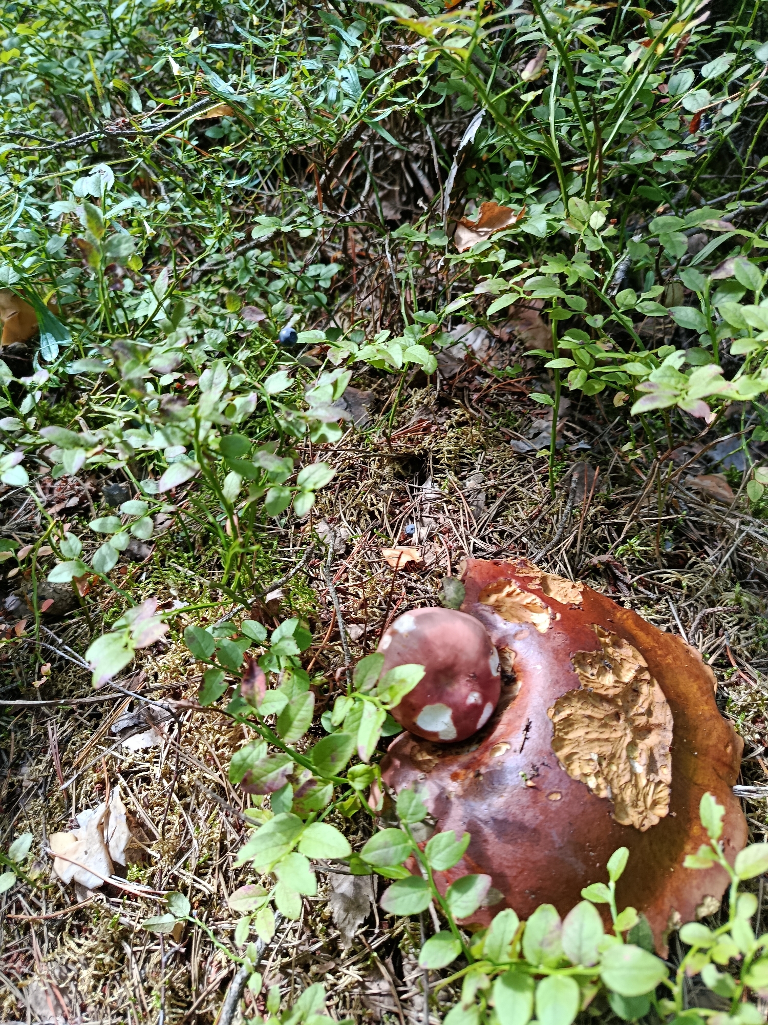 The image depicts a close-up, eye-level view of a mushroom and surrounding forest floor vegetation. The mushroom, with a dark reddish-brown cap and a lighter, lighter-colored, smaller mushroom emerging from its side, is positioned in the lower right quadrant of the frame. The cap appears partially damaged, revealing lighter colored material underneath. The mushroom is nestled amongst low-lying green plants, possibly blueberry bushes, with small, rounded leaves. The ground is covered in a mix of pine needles, dry leaves, moss, and twigs. In the background, denser green foliage creates a textured, natural backdrop. The lighting suggests a sunny day, with dappled light and shadows filtering through the vegetation. There are no people or animals visible in the image. This scene is consistent with a natural forest environment, typical of areas like the outskirts of Vasiutino, Russia, known for its forests and natural landscapes.