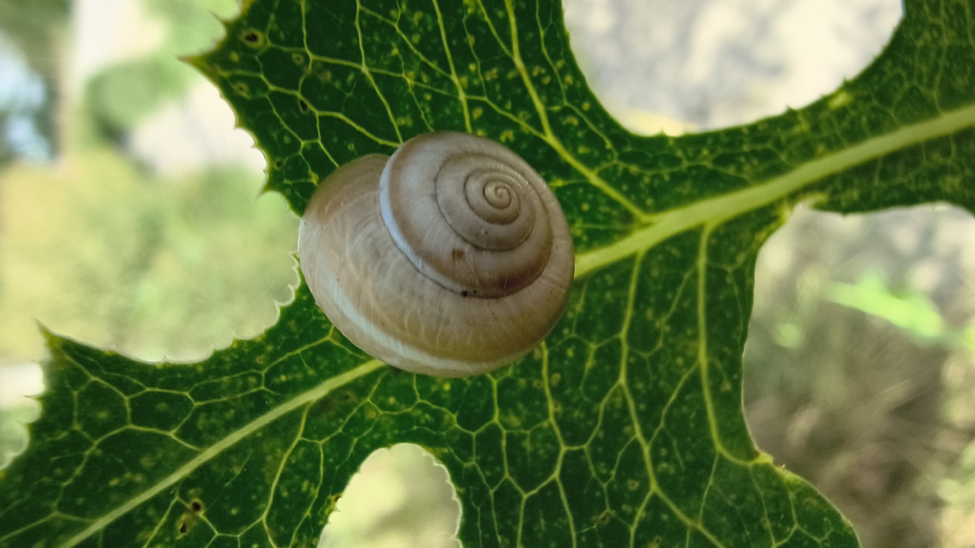 A close-up, vertical, slightly angled shot captures a small, light brown snail shell resting on a large, dark green leaf. The leaf has prominent, raised veins forming a honeycomb pattern and irregular, torn edges. The snail shell is coiled and shows concentric lines, with a lighter shade towards the opening. The background is blurred, displaying soft greens and whites, suggesting an outdoor environment, possibly a garden or natural area. The image does not contain any information about the city of Mikhaylovka, Russia, or any people, actions, or interactions.