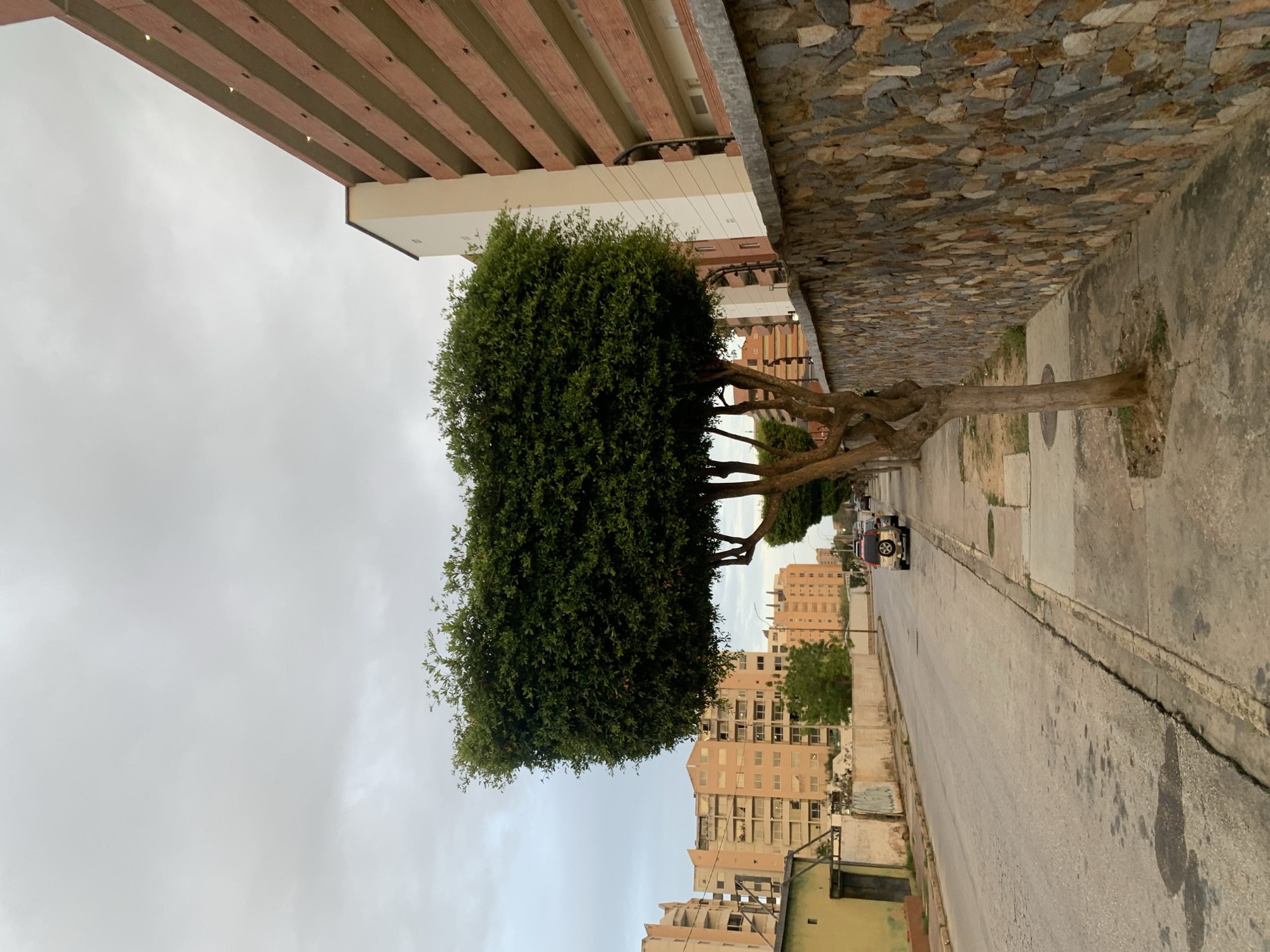 This image captures an urban street scene in Pampatar, Venezuela, under an overcast sky. The dominant feature is a large, meticulously pruned tree with a dense, rectangular-shaped green canopy, situated on the right side of a paved sidewalk. Its sturdy trunk branches out to support the wide, manicured foliage.
To the right of the tree and above the sidewalk, a textured stone wall extends across the frame. Above this wall, the underside of a building or overhang is visible, characterized by parallel wooden beams.
On the left, a paved road stretches into the distance, with several cars parked along its side. Beyond the road, multi-story buildings with numerous windows and balconies line the street, suggesting residential complexes. The architecture appears functional, with light-colored facades, some showing signs of wear.
The sky is a uniform grey, indicating cloudy weather during daylight hours. No people are visible in the scene, which appears quiet and calm. There is no discernible text within the image.