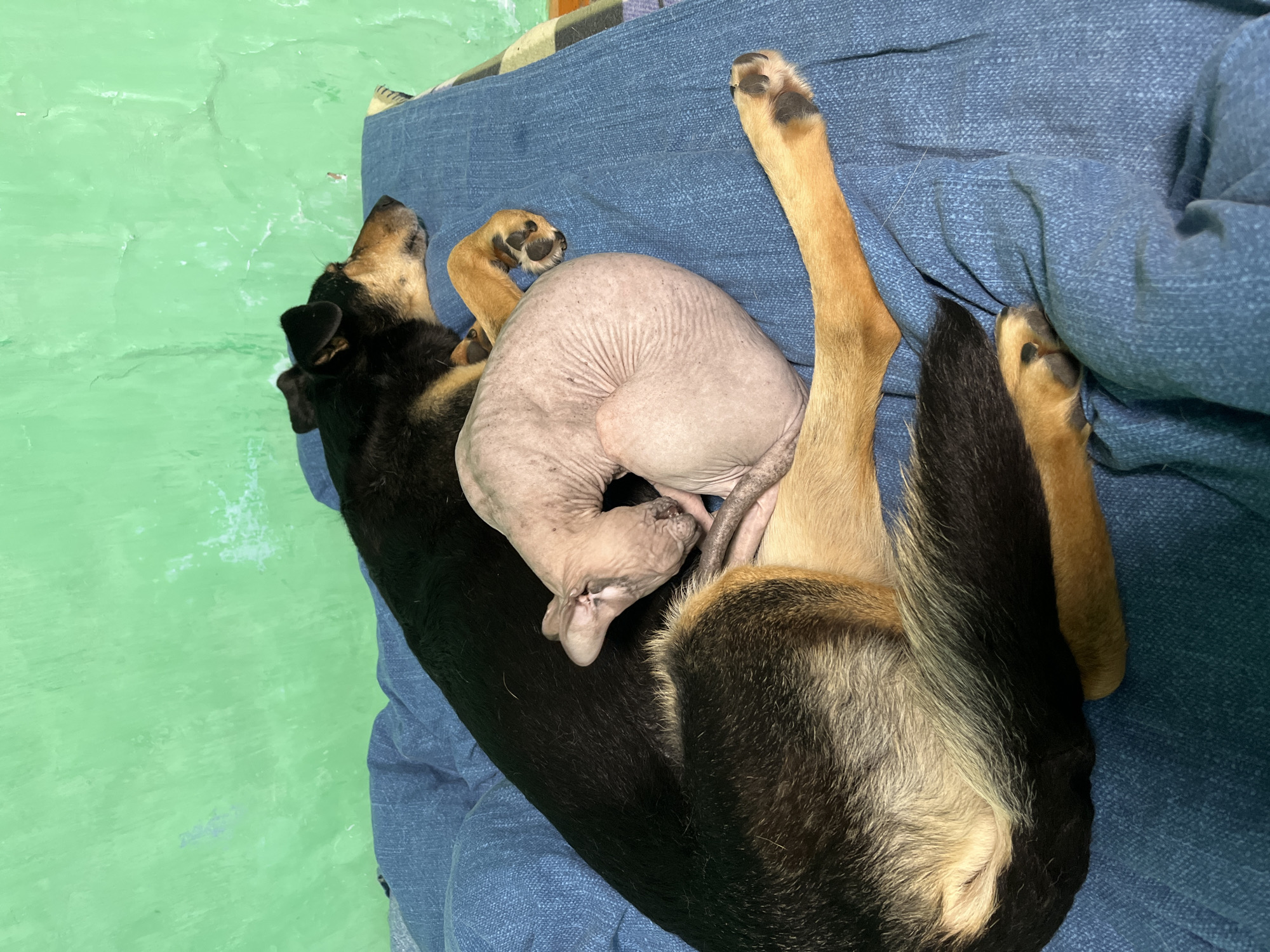 A German Shepherd dog is lying on a blue bedspread with its head resting on its paws. A hairless cat is curled up on the dog's back, also sleeping. The cat appears to be much smaller than the dog. The background is a green wall. The scene is indoors and appears to be a bedroom or living room. The location of this image is not provided in Nizhny Tagil, Russia.