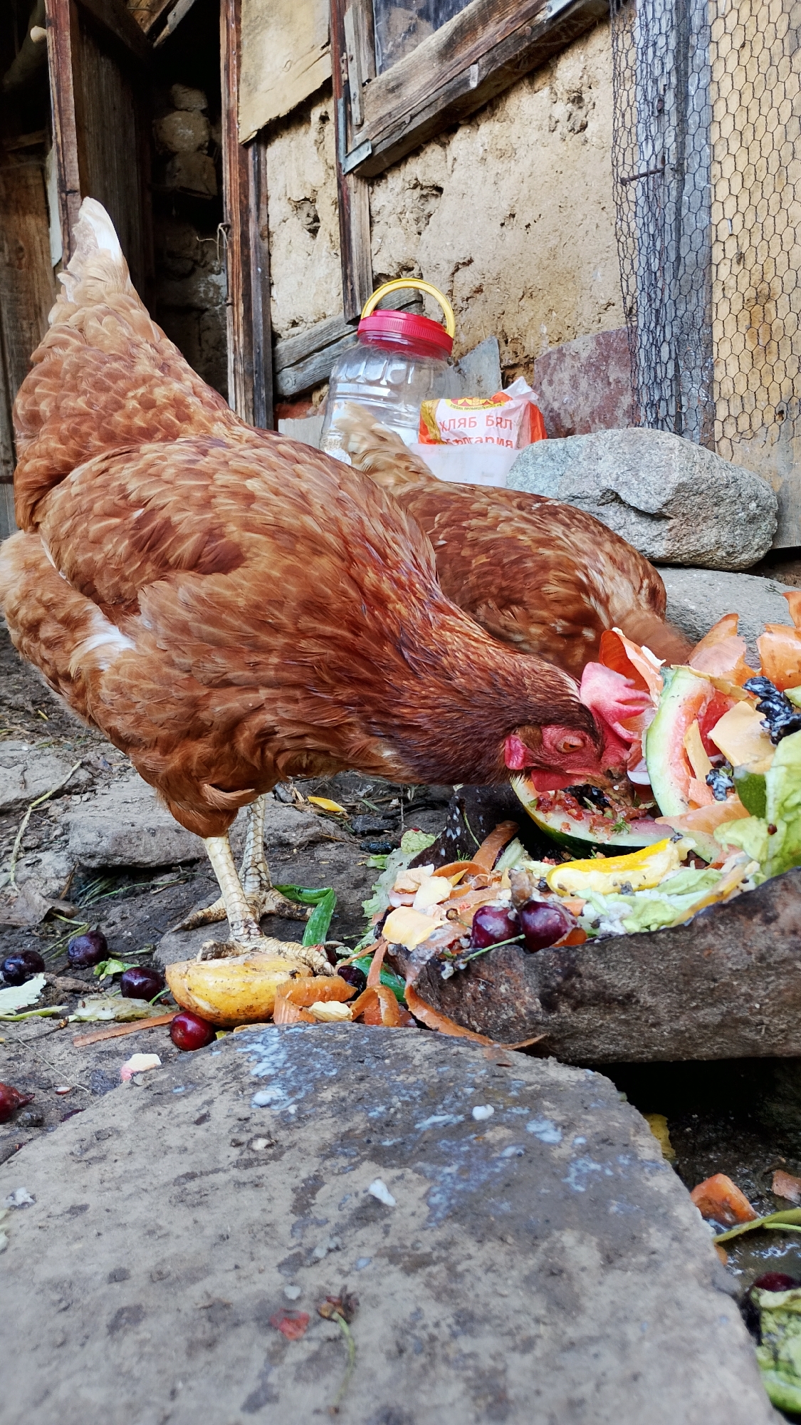 Two brown chickens are eating from a pile of discarded food scraps, which includes watermelon rind, cherries, and orange peels. The scene appears to be outdoors, with a rustic, weathered building in the background and loose rocks and dirt on the ground. A clear plastic bottle with a red lid and a package of white bread with Cyrillic writing are also visible near the chickens. The image is captured at close range, focusing on the chickens and the food. The specific location of Smolyan, Bulgaria is not discernible from the visual elements within the image.