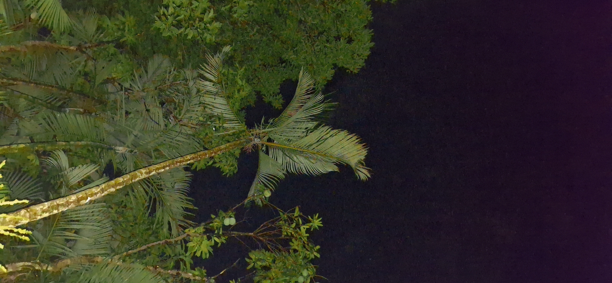 The image shows a close-up, overhead view of palm fronds and other lush green foliage against a dark, out-of-focus background that appears to be the night sky or a shadowed area. A single, textured tree trunk, possibly a palm tree, runs diagonally through the frame from the top left to the bottom right. The fronds are large and feathery, with visible veins and varying shades of green, some appearing lighter and more yellowish, suggesting they are catching some light. In the upper left quadrant, there are branches with smaller, denser green leaves and what appear to be two pale green fruits hanging from one of the branches. The overall impression is a dense tropical environment at night. There is no indication of the city of Vallecito, Venezuela in the image itself.