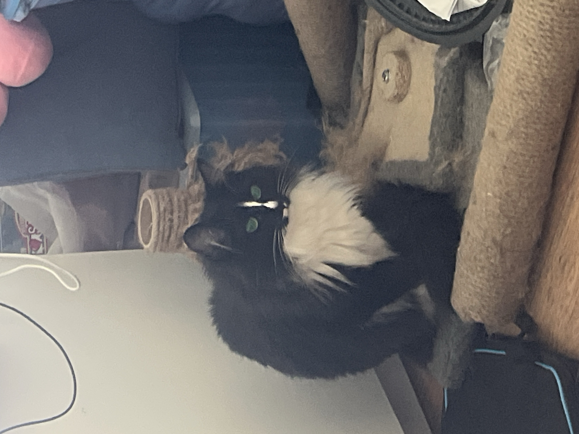 A black and white cat with bright green eyes sits on a carpeted surface in what appears to be a residential setting. The cat has a white chest and a white marking on its nose. The background includes a dark blue surface, possibly a piece of furniture, and a scratching post. A white cord hangs from the top left of the image.