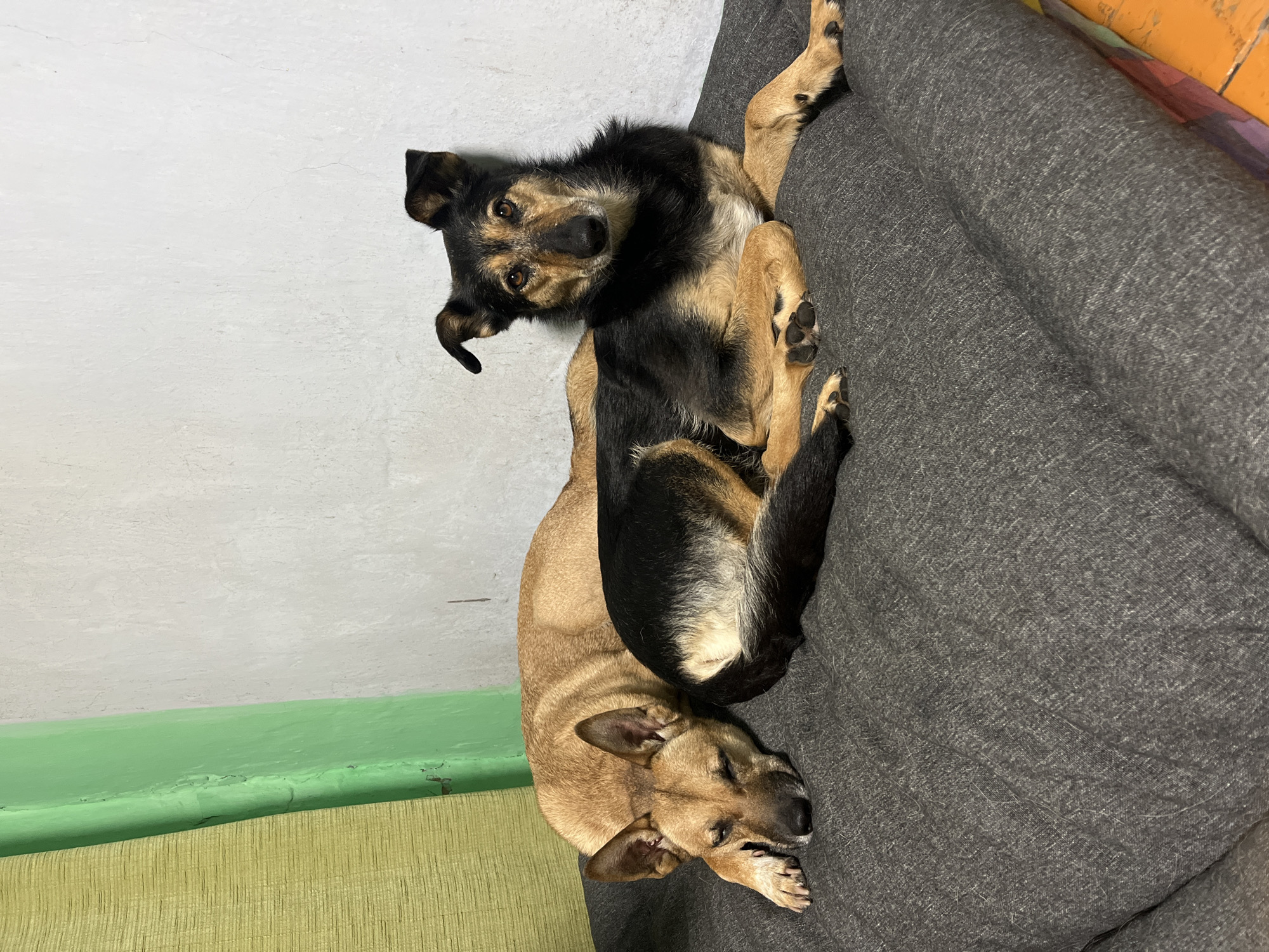Two dogs are lying on a gray textured surface. The dog on the left is a tan-colored dog with its head resting on its paws and its eyes closed. The dog on the right is a black and tan dog with its head up, looking at the camera. The background consists of a white wall and a green painted wall with a section of textured yellow fabric. The scene appears to be indoors.