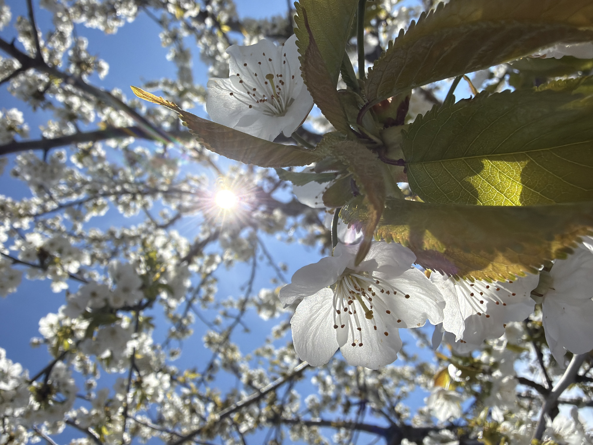 The image shows a blossoming tree against a bright blue sky. The foreground features white flowers with visible stamens, and green and golden-yellow leaves. The sun is visible in the background, causing a lens flare. The blurry background shows more blossoms against the blue sky. Location details about Kamyshin, Russia are not discernible from the image.