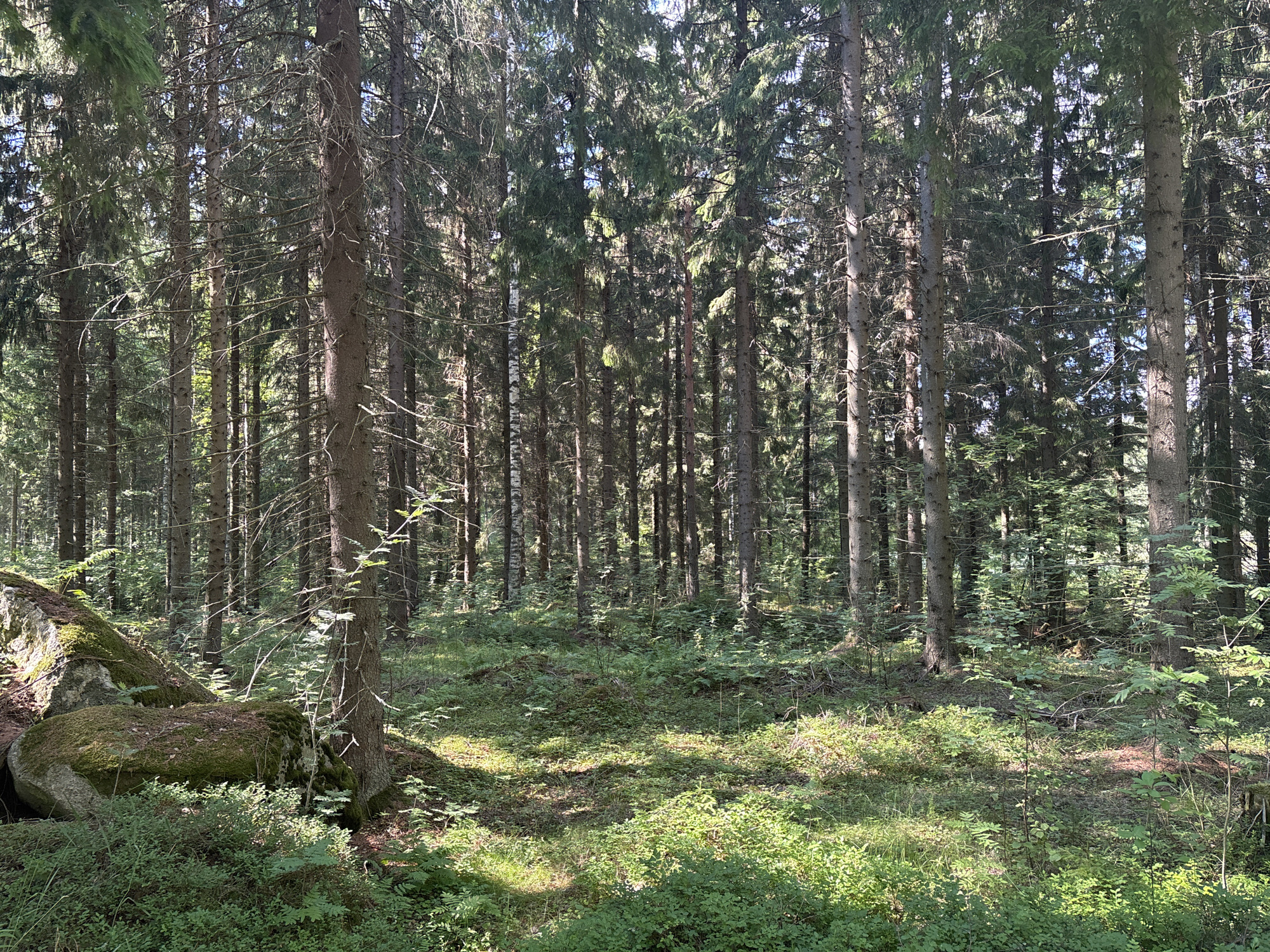 The image depicts a dense coniferous forest with tall, slender trees. The forest floor is covered in low-lying green vegetation, including moss and small bushes, with dappled sunlight filtering through the canopy. In the foreground, a large, moss-covered boulder is visible, leaning against the forest floor. The scene is located in Savonlinna, Finland. There are no people or animals visible in the image, and no actions or interactions are taking place. The environment is natural and undeveloped.