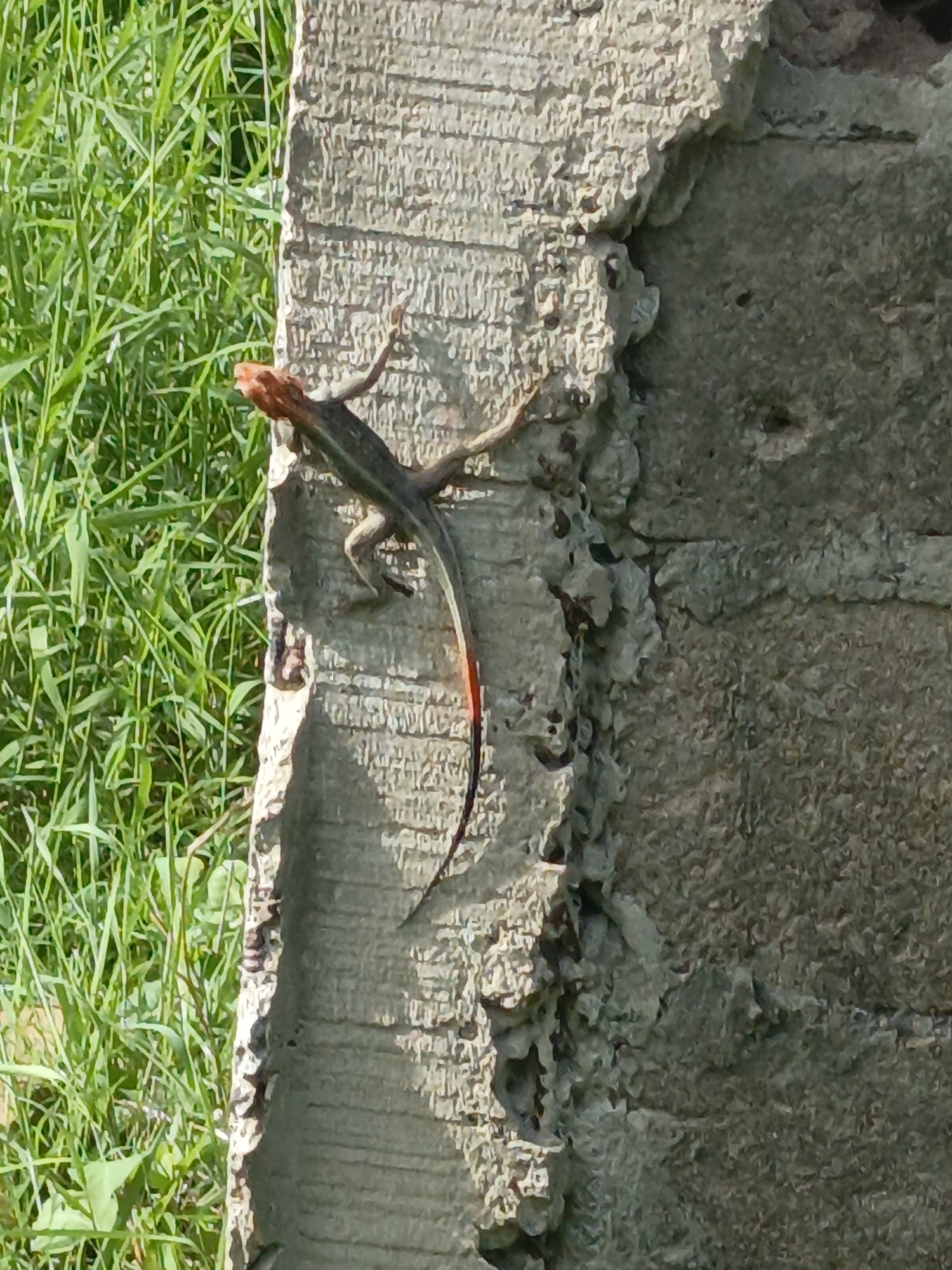 A lizard with a red head and a red-tipped tail is clinging to the side of a textured concrete wall. Green grass grows to the left of the wall. The location is Unknown, Unknown.