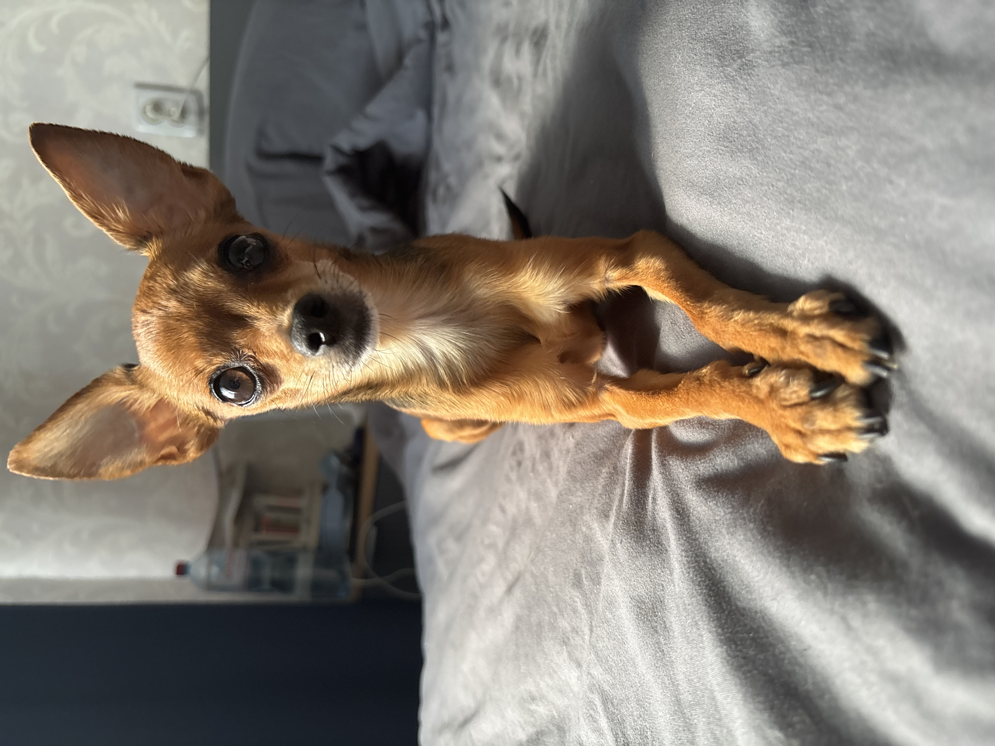 A small, tan dog with large ears and dark eyes lies on a gray comforter, facing the camera. The dog is positioned in the foreground, with its front paws crossed. Sunlight streams in from the right, casting a shadow on the left side of the image. In the background, out of focus, a bed with gray pillows and a wall with wallpaper are visible. A power outlet is mounted on the wall. A bottle of water and some books are on a shelf. The scene is indoors, likely in a bedroom. There is no identifiable information about the city of Chaikovsky, Russia.