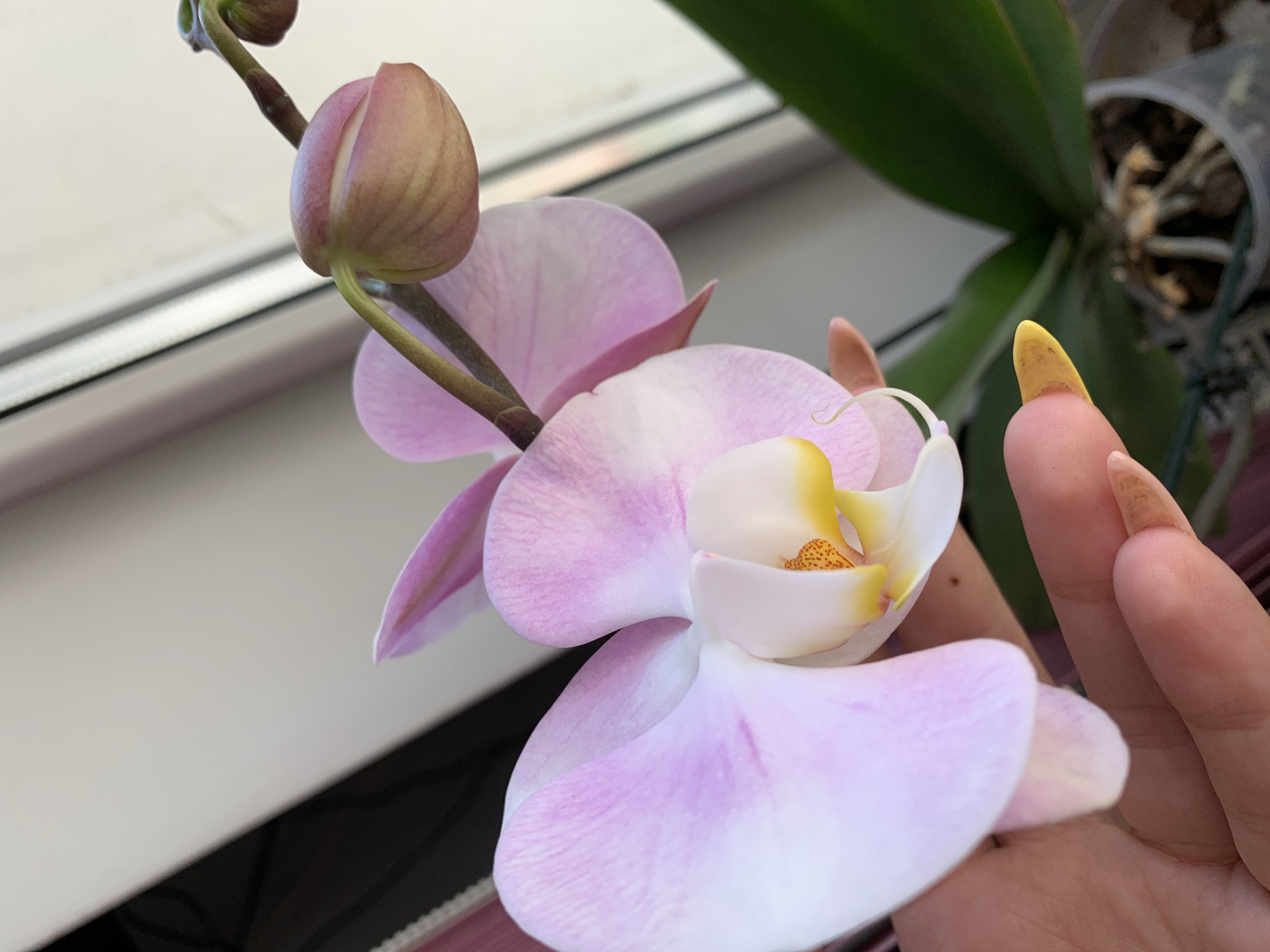 The image features a light pink and white orchid flower in bloom. Above the open flower is a closed bud on the same stem. A hand with tan skin and long, pointed fingernails with yellow polish is holding the flower. In the background, there is a window with a white frame and a plant in a dark pot. The environment is indoors, likely a home. There's no information available regarding the location in the city of Lehchevo, Bulgaria, since it is not provided in the image.