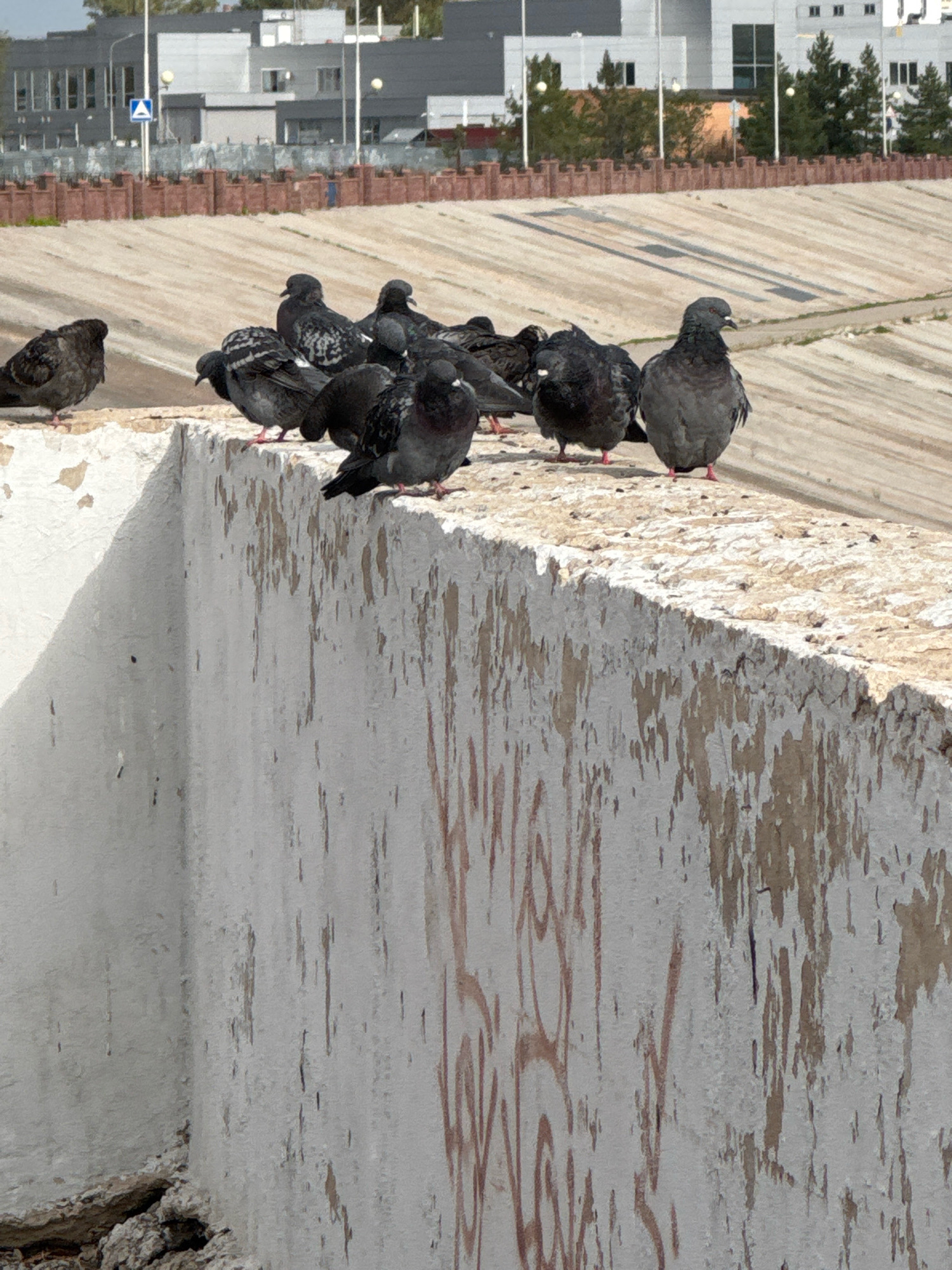 In Ufa, Russia, a flock of pigeons congregates on a weathered, white concrete barrier. The pigeons are a mix of gray and dark plumage, with some displaying iridescent neck feathers. They are perched closely together, some standing, others appearing to be in a resting position. The concrete barrier is rough and shows signs of age, with chipped paint and graffiti-like markings in reddish-brown. Behind the barrier, a vast, sloped concrete embankment stretches into the background, marked by shadows cast by unseen objects. In the distance, a row of identical, dark-colored buildings with windows and some trees in front of them line the horizon. A tall white pole with a blue and white triangular sign is visible in the upper left quadrant of the image. The overall environment suggests an urban outdoor setting, possibly a park or a riverside embankment.