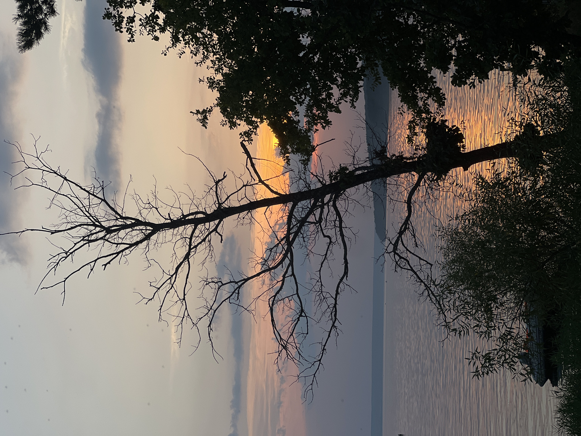 A sunset scene depicts a silhouette of a bare tree in the foreground, leaning to the right, against a backdrop of the sky and water. The sky exhibits hues of pale orange and pink, with wispy gray clouds. The water, likely a large lake or river, reflects the warm tones of the sunset, creating a shimmering effect. On the right side of the frame, the dark silhouette of a tree with dense foliage is visible. In the distance, the horizon is marked by a faint line of land. In the lower left corner, a dark inflatable boat with a person or people inside is partially obscured by foliage. The overall setting appears to be a natural environment near a body of water. The location is identified as Leninka, Russia.