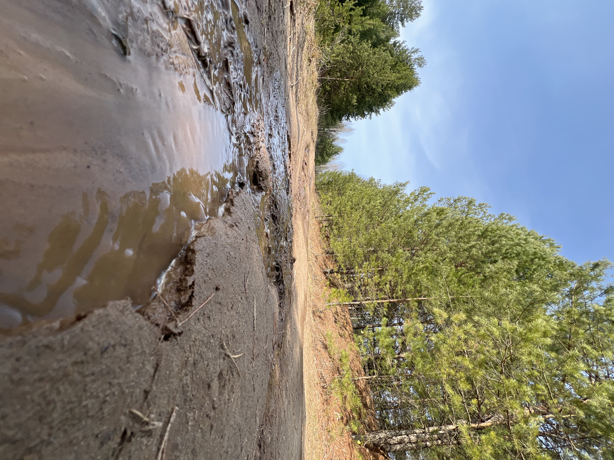 The image depicts a muddy dirt road or trail in a forested area. A large puddle of murky water is present on the left side of the road. To the right, a line of evergreen trees with light green foliage extends into the distance. The sky is blue with some wispy clouds. The photograph appears to have been taken at a low angle, close to the ground. The location in the city of Chaikovsky, Russia, is not discernable from the image. No people, subjects, objects, actions, or interactions are discernible other than the landscape.