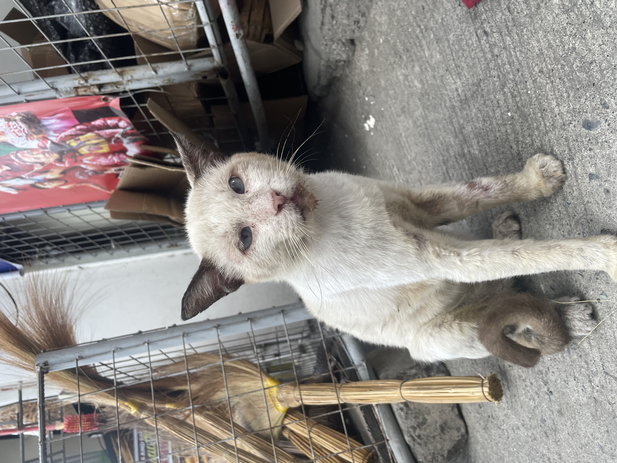 A cream-colored Siamese cat with dark points on its ears and tail sits on a concrete surface, looking towards the viewer. The cat appears to be in poor health, with scabs and lesions visible on its legs and around its mouth. Its fur is matted and dirty. The cat is positioned in front of a metal cage that contains several brooms with straw bristles. Behind the cage, there are stacks of cardboard boxes and a red poster featuring images of people in red jackets. The environment suggests an urban setting, possibly in Davao City, Philippines, given the typical street scenes with brooms and storage of materials. The lighting is bright, indicating it is daytime.