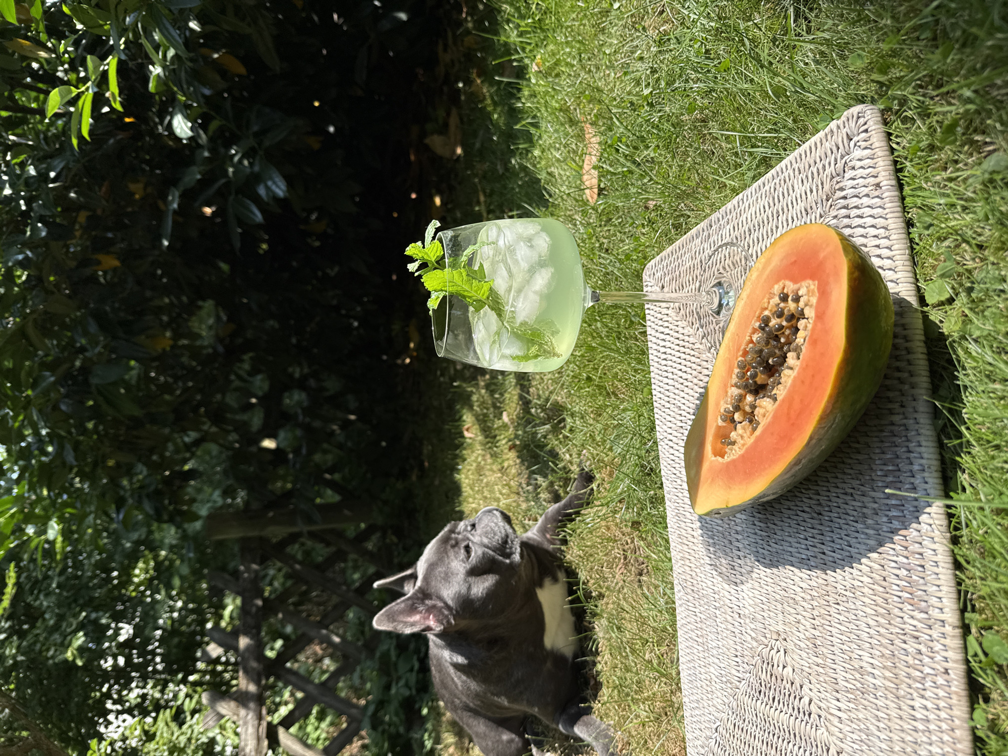A French bulldog lies on the grass in a garden setting, its body positioned towards the left of the frame. To the right of the dog, on a woven mat, sits a glass filled with a light green liquid, ice cubes, and a sprig of mint. A halved papaya, its seeds visible, rests on the same mat in front of the glass. The background consists of lush green foliage, a wooden fence, and dappled sunlight filtering through the trees. This scene appears to be located in Bad Sachsa, Germany, suggested by the overall ambiance of a well-maintained garden.