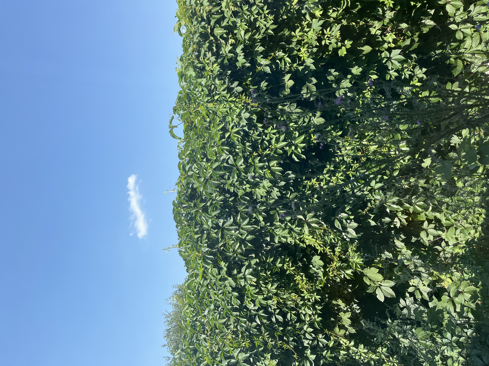 The image depicts a dense, green hedge of ivy under a clear blue sky. A single, wispy white cloud is visible in the upper portion of the sky. The hedge is lush and full, with many leaves and some smaller plants and flowers growing at its base. Sunlight casts shadows on the leaves, indicating it is daytime. The scene appears to be outdoors, likely in a garden or park. There are no people or animals visible in the image. The location is identified as Saratov, Russia.