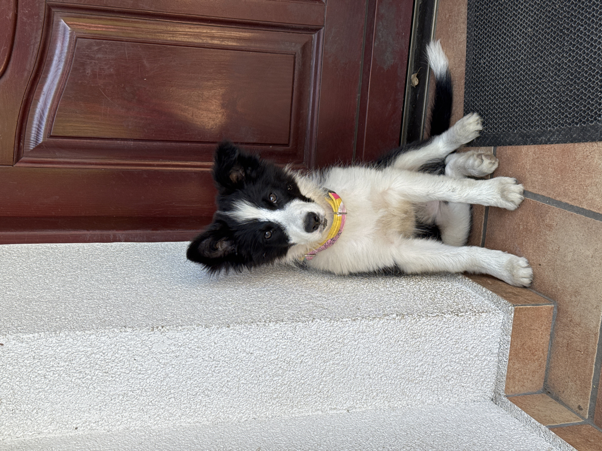 A black and white Border Collie puppy sits on a tiled porch in front of a dark red wooden door. The puppy is wearing a pink and yellow collar. The wall to the left of the puppy is textured and painted white. The floor is tiled with reddish-brown tiles. A black doormat is visible to the right of the puppy. The scene appears to be an exterior shot, likely in front of a residential building. The location is specified as Wielka Wieś, Poland.