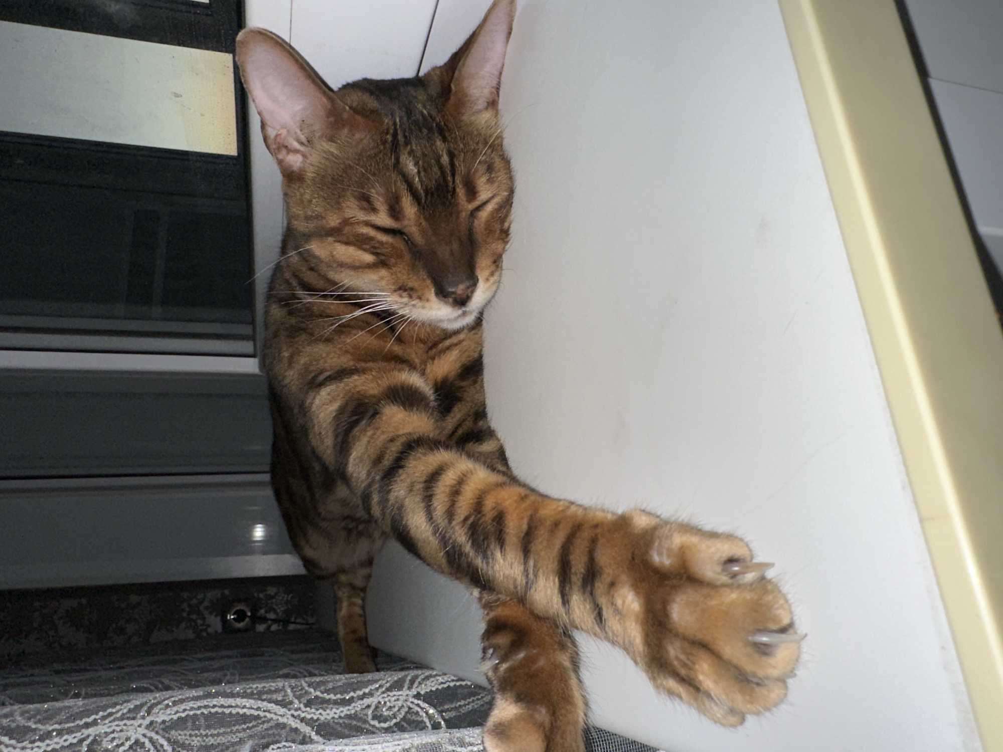 A brown and black striped cat sleeps peacefully on a white surface. The cat's eyes are closed, and its head is resting on its paws. The cat's body is elongated, and its tail is not visible. The cat is in focus, and the background is blurred. The environment appears to be indoors, with a window and curtains visible in the background. The location is specified as Energetik, Russia.