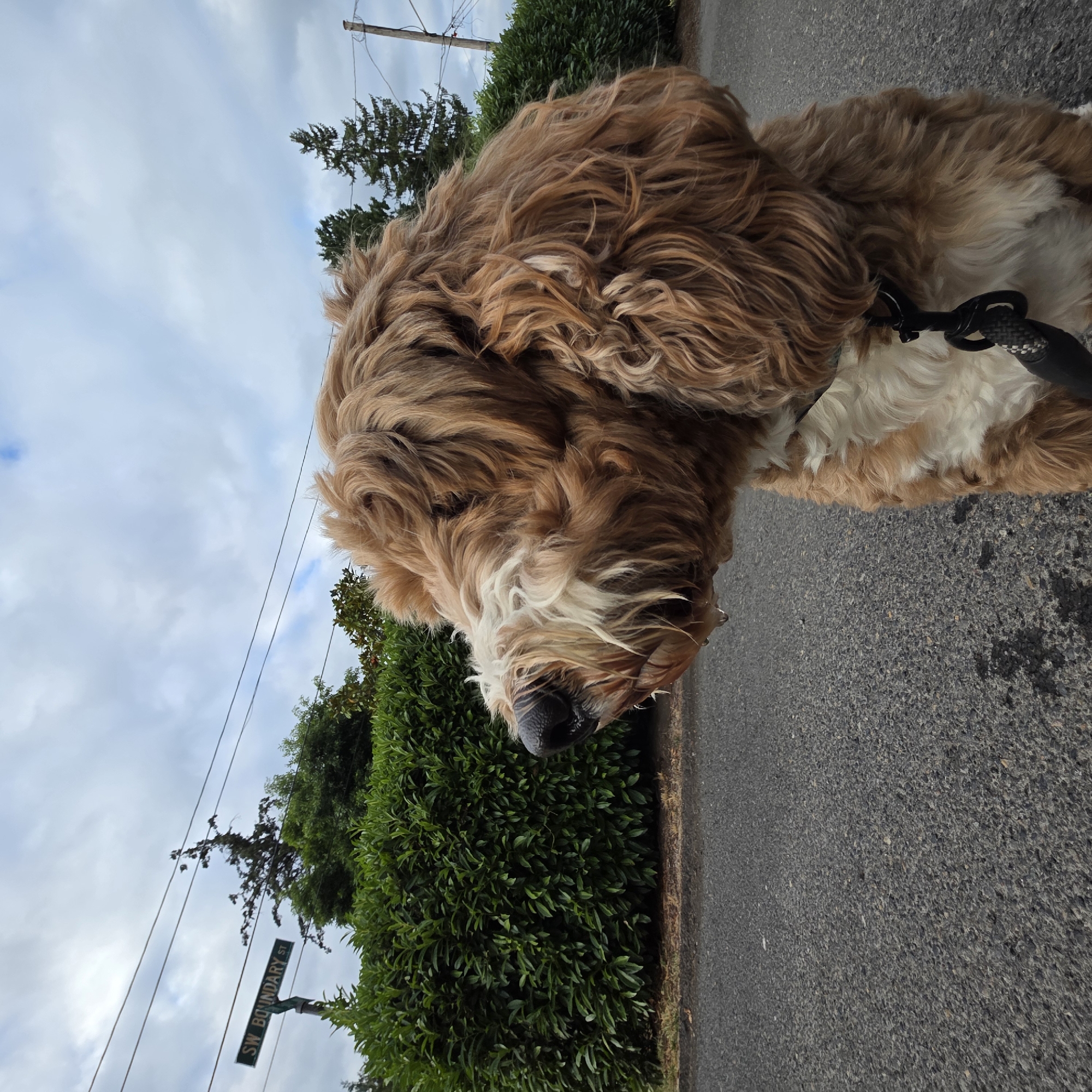 An outdoor medium shot captures a fluffy, golden-brown dog on a leash, standing on an asphalt road. The dog is facing left, its snout wet with a few droplets of water. Behind the dog, a neatly trimmed green hedge lines the road, which then leads to a street sign that reads "SW BOUNDARY ST". The sky above is overcast with scattered clouds. The scene is set in a suburban environment, possibly in Portland, United States of America, given the presence of the street sign.