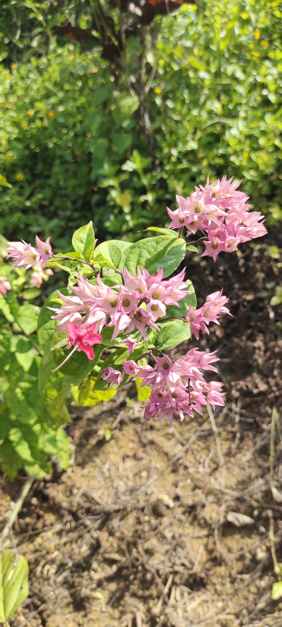 A branch of Clerodendrum thomsoniae flowers, commonly known as Bleeding Heart Vine, is captured in a close-up shot against a blurred background of green foliage and dry ground. The flowers are a delicate shade of pink with prominent green centers, clustered together on thin stems. One vibrant pink flower stands out against the softer hues of the others. The leaves are broad and green, with some showing signs of wear and tear. The ground below is a mixture of dry soil and twigs, suggesting an outdoor environment. The scene appears to be located in Kilometer Delapan, Indonesia, under bright daylight.