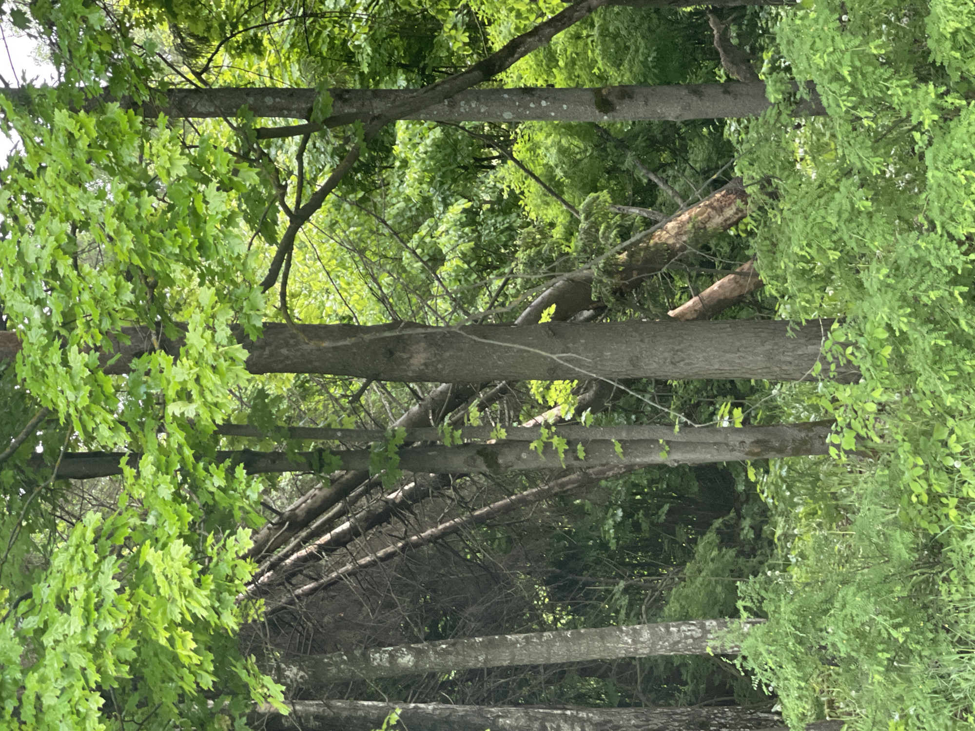 The image shows a dense forest environment, likely located in the Ivanovskoye area of Russia. Dominating the scene are numerous trees, their trunks and branches visible in the foreground and extending into the background. Some of the trees have broken branches or are felled, adding to the dense and tangled appearance of the forest. The foliage is lush and green, suggesting a temperate climate and healthy ecosystem. The lighting appears diffuse and soft. There are no people or animals apparent.
