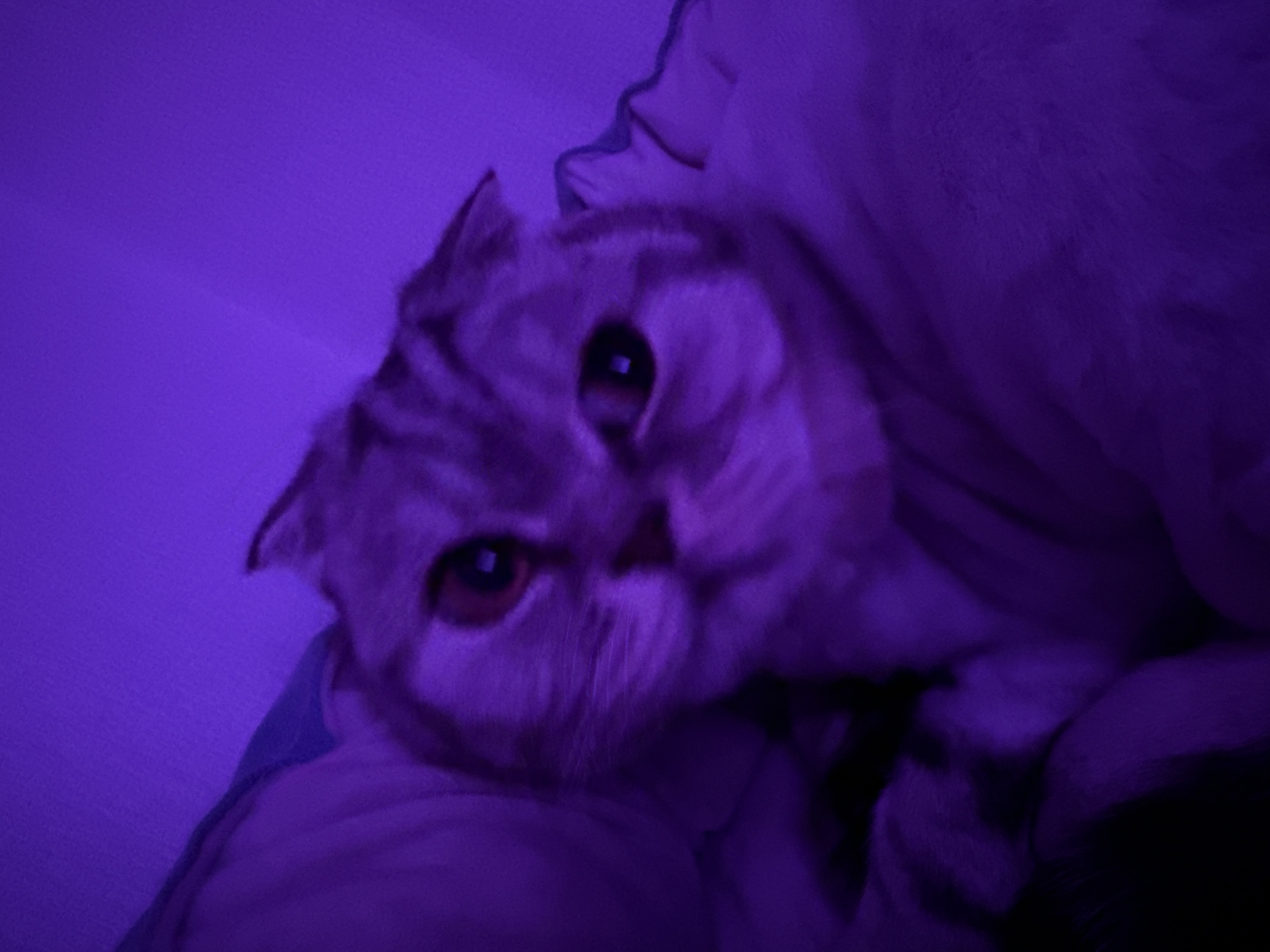 A Scottish Fold cat is resting among rumpled blankets, under a dark purple lighting, possibly inside a home. The location and city are indeterminable.