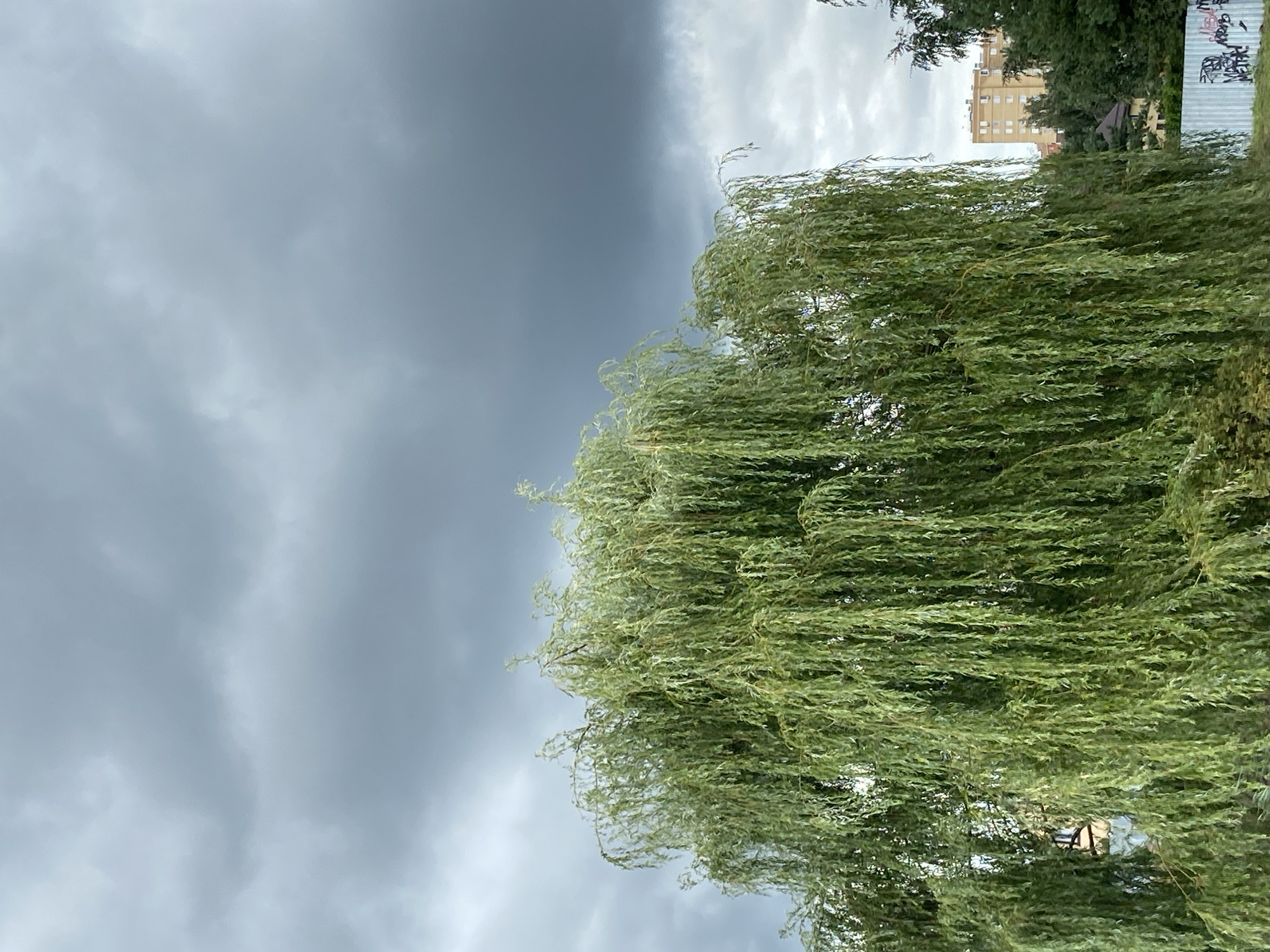 A full-shot of a weeping willow tree in Balashikha, Russia, occupies the majority of the frame. The tree's long, drooping branches, laden with green leaves, cascade downwards, creating a dense curtain of foliage. Behind the tree, a light brown, multi-story building is visible, surrounded by dark green trees. The sky above is filled with heavy, dark gray clouds, suggesting an overcast or stormy day. In the foreground, a metal fence with graffiti is partially visible, along with some bushes and a small, dark-colored structure.