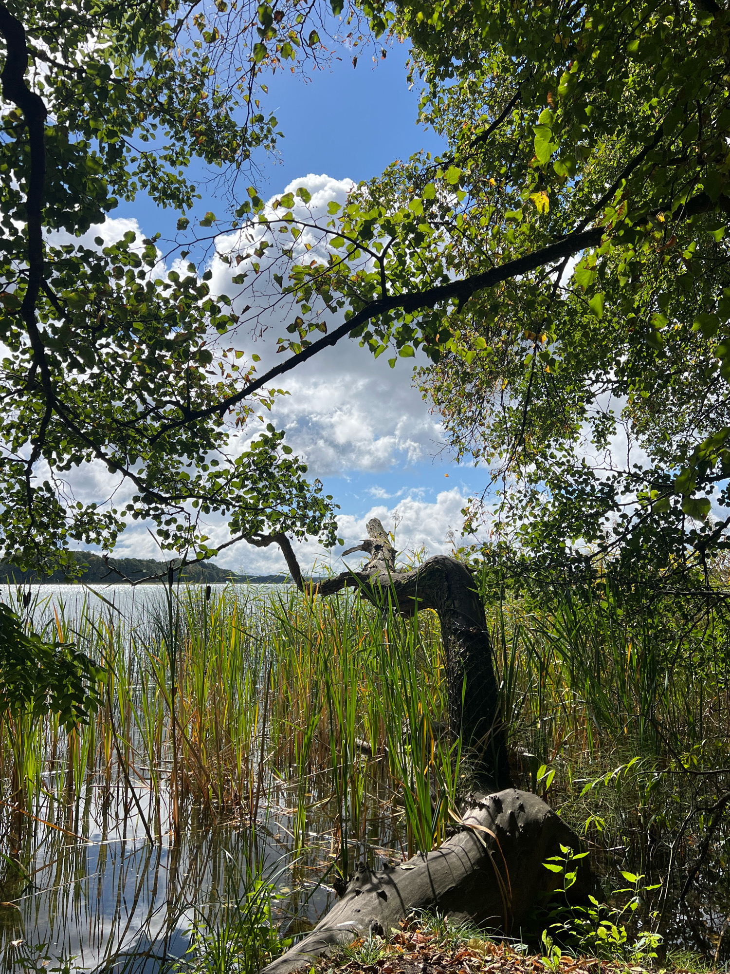 This is a photograph taken from a forested area overlooking a body of water, likely a lake, in Mrągowo, Poland. The foreground is dominated by dense green foliage from trees and shrubs, with branches arching over the scene. The middle ground features a thick growth of tall, reedy grasses emerging from the water. A fallen, weathered tree trunk lies horizontally in the lower right portion of the frame, partially submerged. The water itself is calm, reflecting the sky and surrounding vegetation, with ripples indicating a gentle breeze. In the distance, a tree-lined shore is visible under a sky filled with scattered white clouds against a bright blue backdrop. There are no people or animals visible in the image. The lighting suggests it is daytime, with sunlight filtering through the leaves and illuminating parts of the scene.