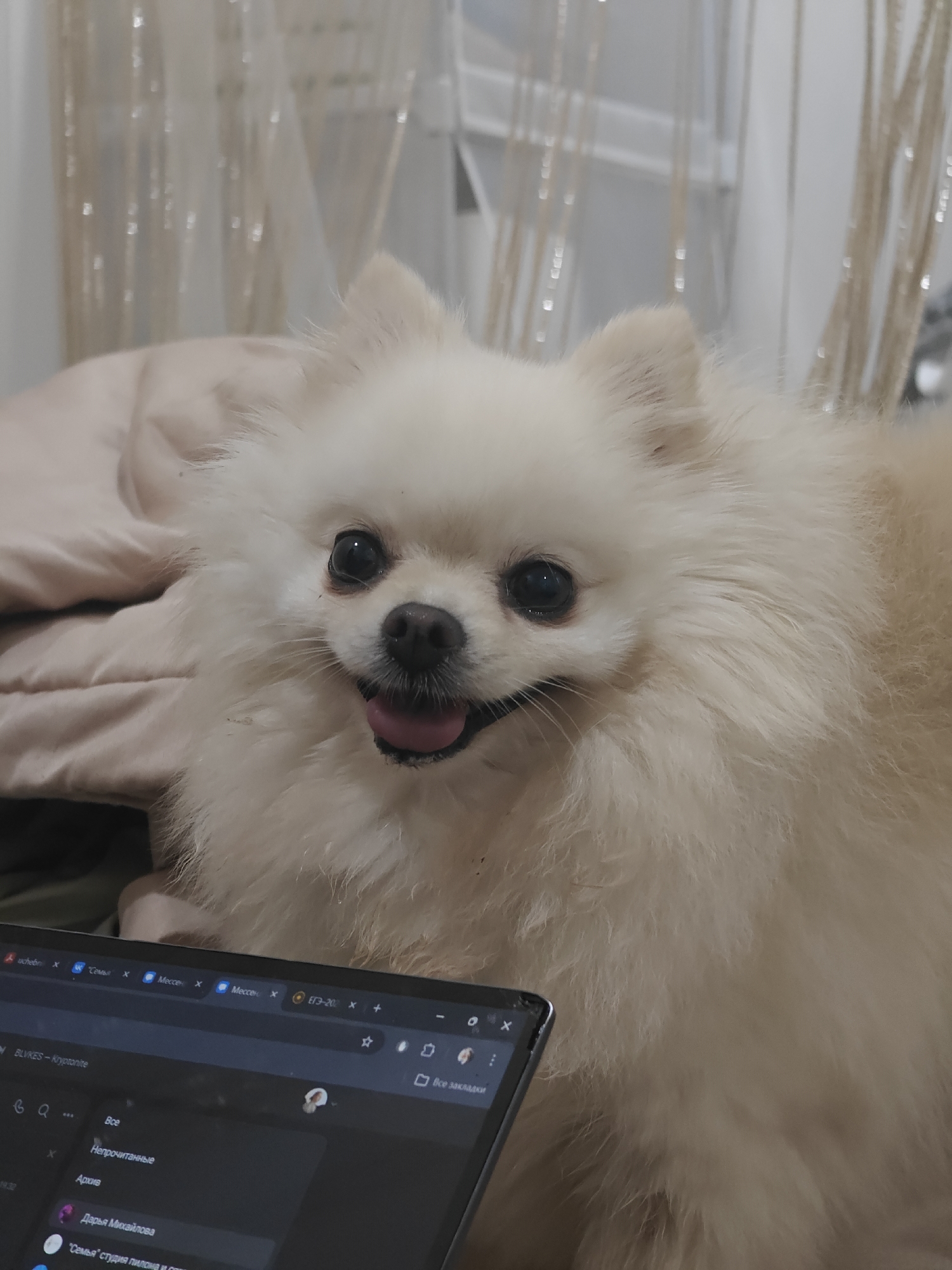 A light-colored Pomeranian dog with its tongue sticking out sits in front of a laptop. The dog is fluffy and has dark eyes and a black nose. The laptop screen is visible and displays what appears to be a chat or messaging application with various names and messages. The background is blurred but suggests an indoor setting with light-colored curtains. The image is taken from a slightly high angle, looking down at the dog and laptop.