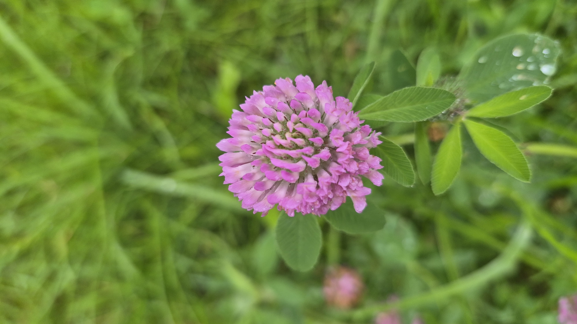 In Krauja, Latvia, a close-up, high-angle shot captures a pink clover flower in full bloom. The flower, with its dense, rounded head of petals, is the central subject. Surrounding the flower are its green leaves, some of which are speckled with water droplets, suggesting recent rain or dew. The background is a soft blur of green grass, indicating an outdoor, natural setting. The lighting is diffused, creating a gentle, slightly overcast ambiance. There are no people or animals visible in the frame.
