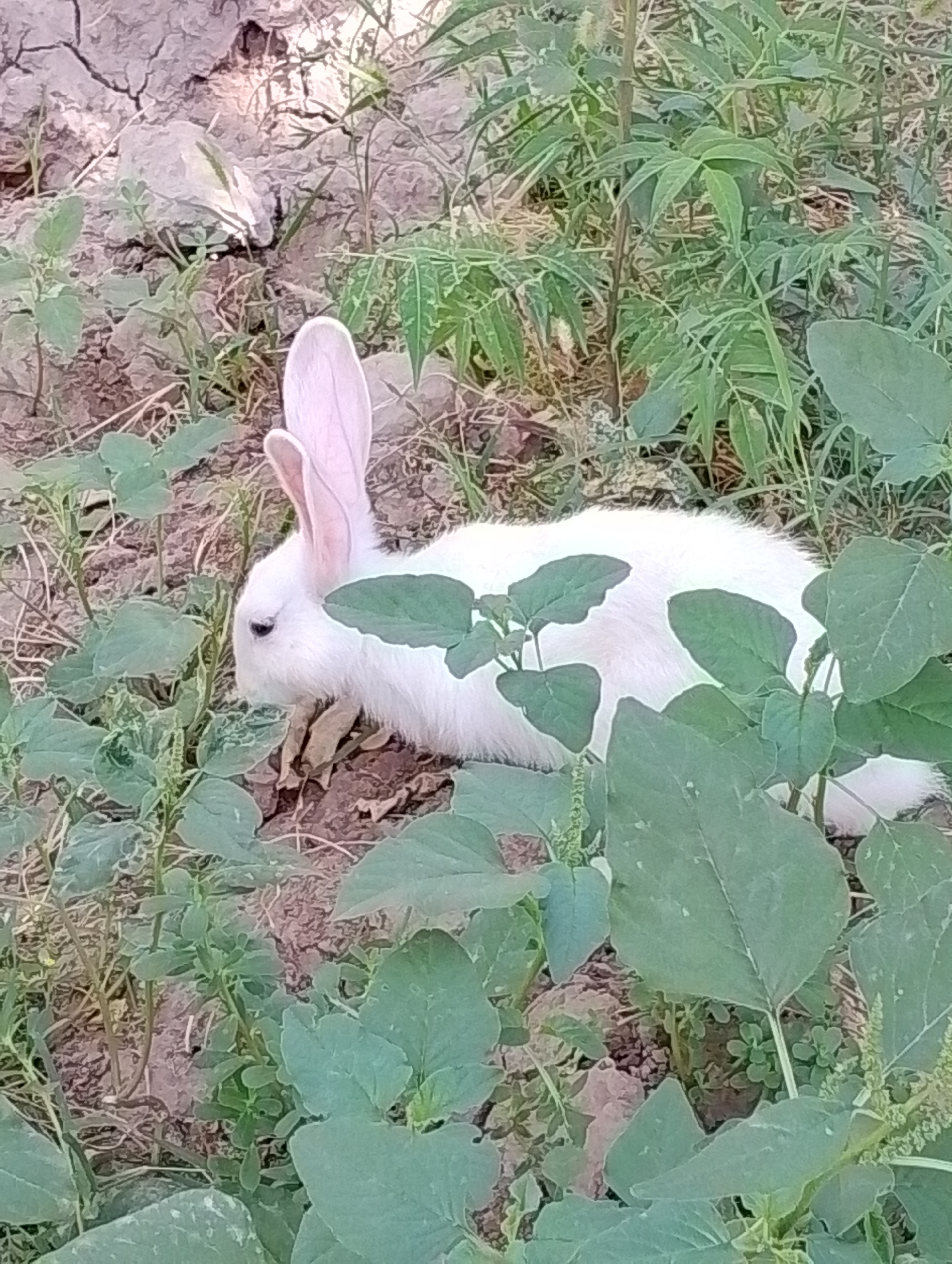 A white rabbit is partially obscured by green foliage, resting on dry, cracked earth. The rabbit's head is turned to the left, with its large pink ears visible. Its fur appears soft and fluffy, and a small patch of darker fur is visible on its back. The background consists of dry, parched soil and various types of green plants and leaves. The scene is outdoors and appears to be in a natural or semi-natural environment. The location is identified as the city of Kulob, Tajikistan.