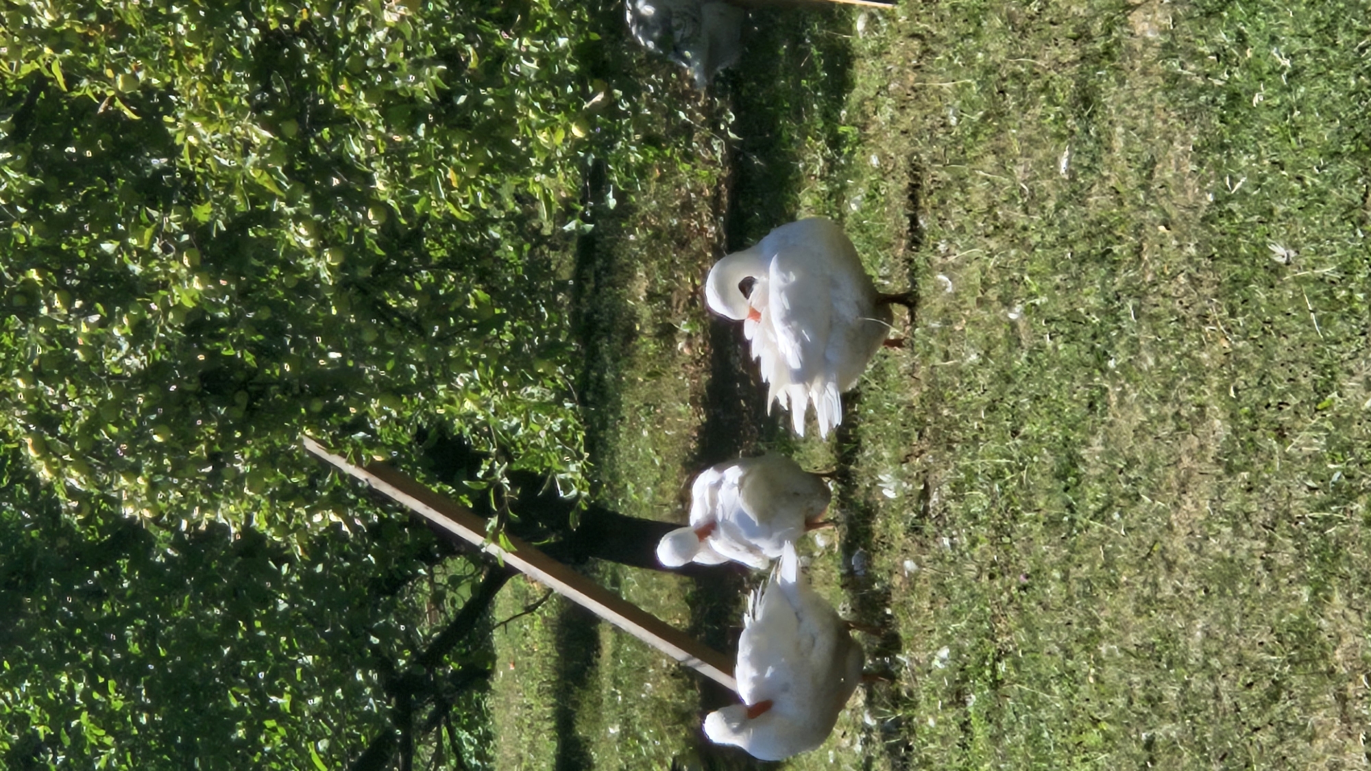 Four white geese are in a grassy yard, with a tree and foliage behind them. The geese are white with orange beaks. One goose on the right is preening its feathers with its head tucked under its wing. Another goose in the center is also preening. The goose on the left is standing upright, looking forward. There is a fourth goose partially visible on the far right, with grey and white plumage. A wooden plank leans against the tree trunk in the background. The scene appears to be in an outdoor environment, likely a farm or garden. The location is not explicitly stated in the image, but based on the provided information, it is in Prešov, Slovakia.