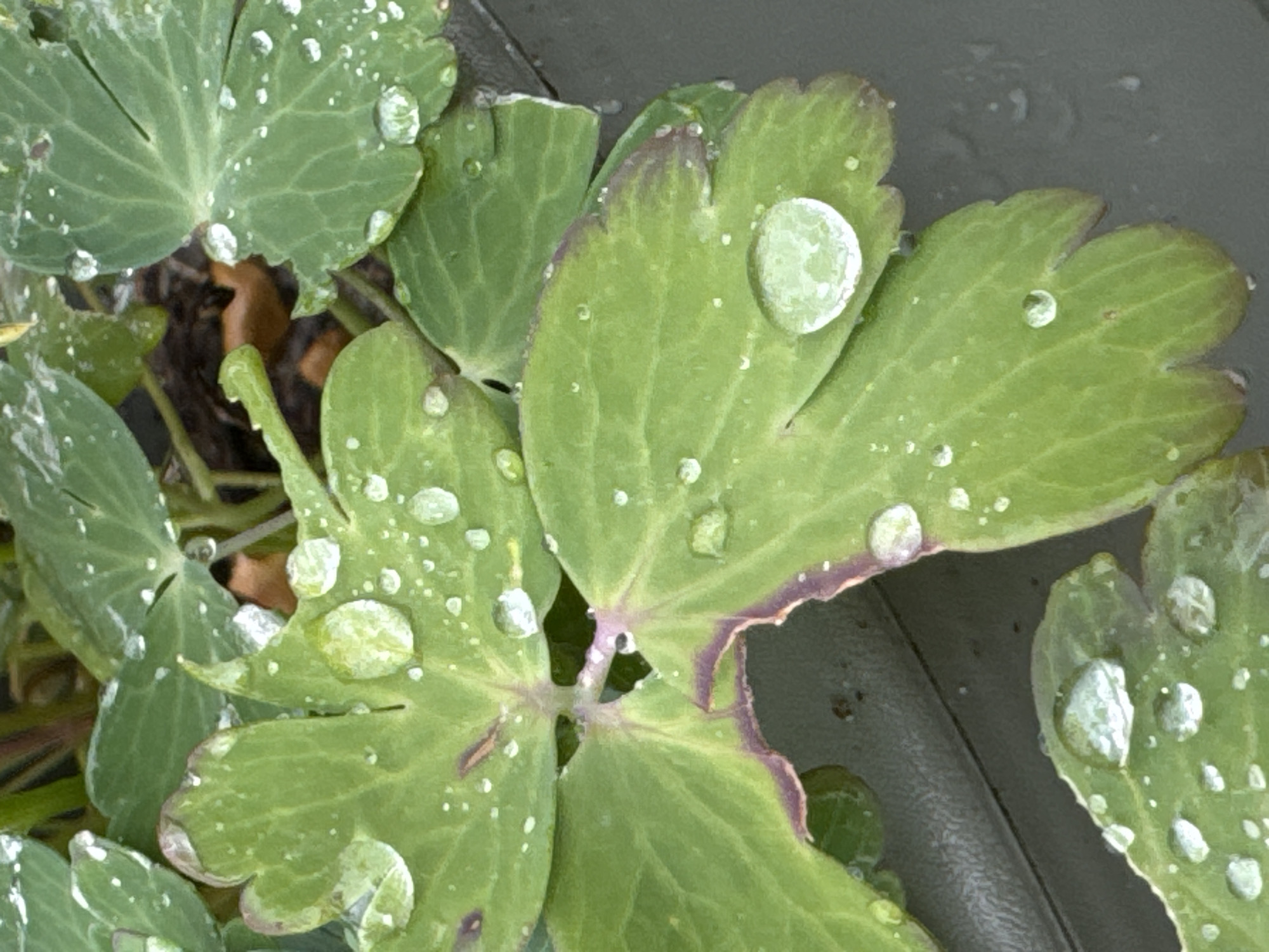 A close-up, overhead shot shows several green leaves covered in water droplets. The leaves are deeply lobed and have a slightly serrated edge, with some showing a purplish hue along the margin. The droplets vary in size, with some appearing as tiny beads and others as larger, more spherical beads that magnify the leaf surface beneath them. The background is dark and out of focus, suggesting a natural or garden setting. The overall impression is one of freshness and moisture after rain or dew.