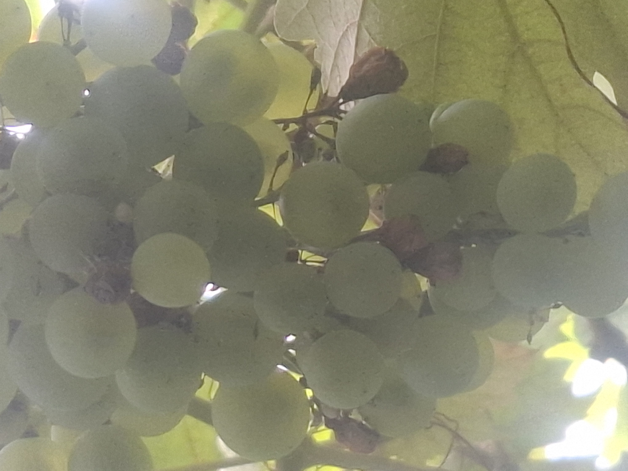 A cluster of green grapes hangs on a vine, backlit by sunlight filtering through green leaves. Some of the grapes appear to be slightly shriveled and brown, indicating they are drying or decaying. The image is taken outdoors, and the overall impression is of a close-up view of ripening fruit. The provided crops offer a closer look at individual grapes and the texture of the vine and leaves. There is no discernible urban environment or specific location within Almaty, Kazakhstan.