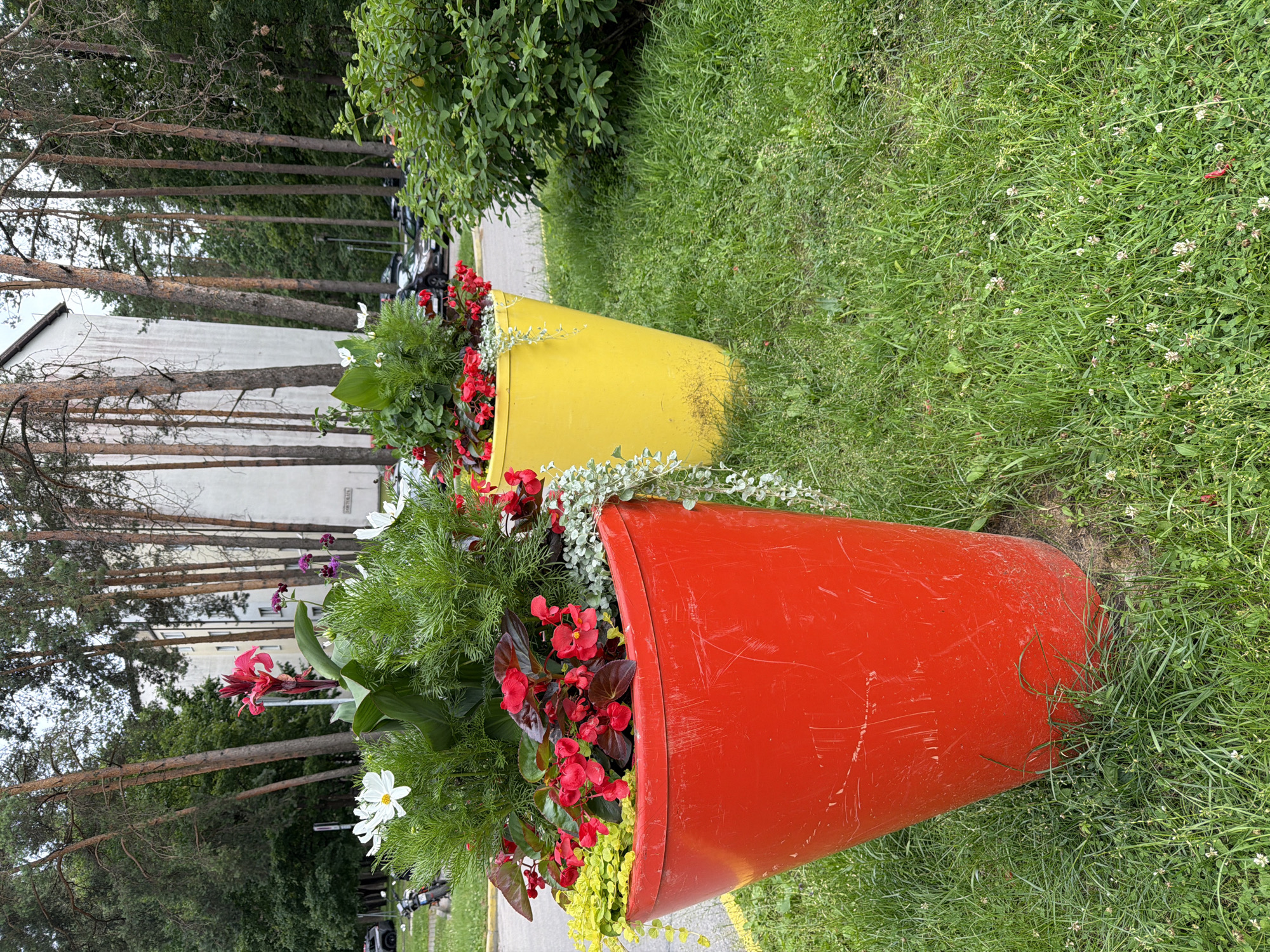 Two large, brightly colored planters, one yellow and one red, are placed on a grassy area next to a paved path. The planters are filled with a vibrant assortment of flowers and greenery, including red begonias, white cosmos, and feathery green plants. The red planter is in the foreground, and the yellow planter is positioned behind and to its left. In the background, tall pine trees line a white building, suggesting an outdoor setting in a built-up area with natural elements. Cars are visible parked behind the trees. The grass appears well-maintained, with some small white flowers interspersed. The lighting suggests it is daytime, likely overcast given the lack of strong shadows. No people are visible in the frame. The overall scene is one of decorative landscaping.