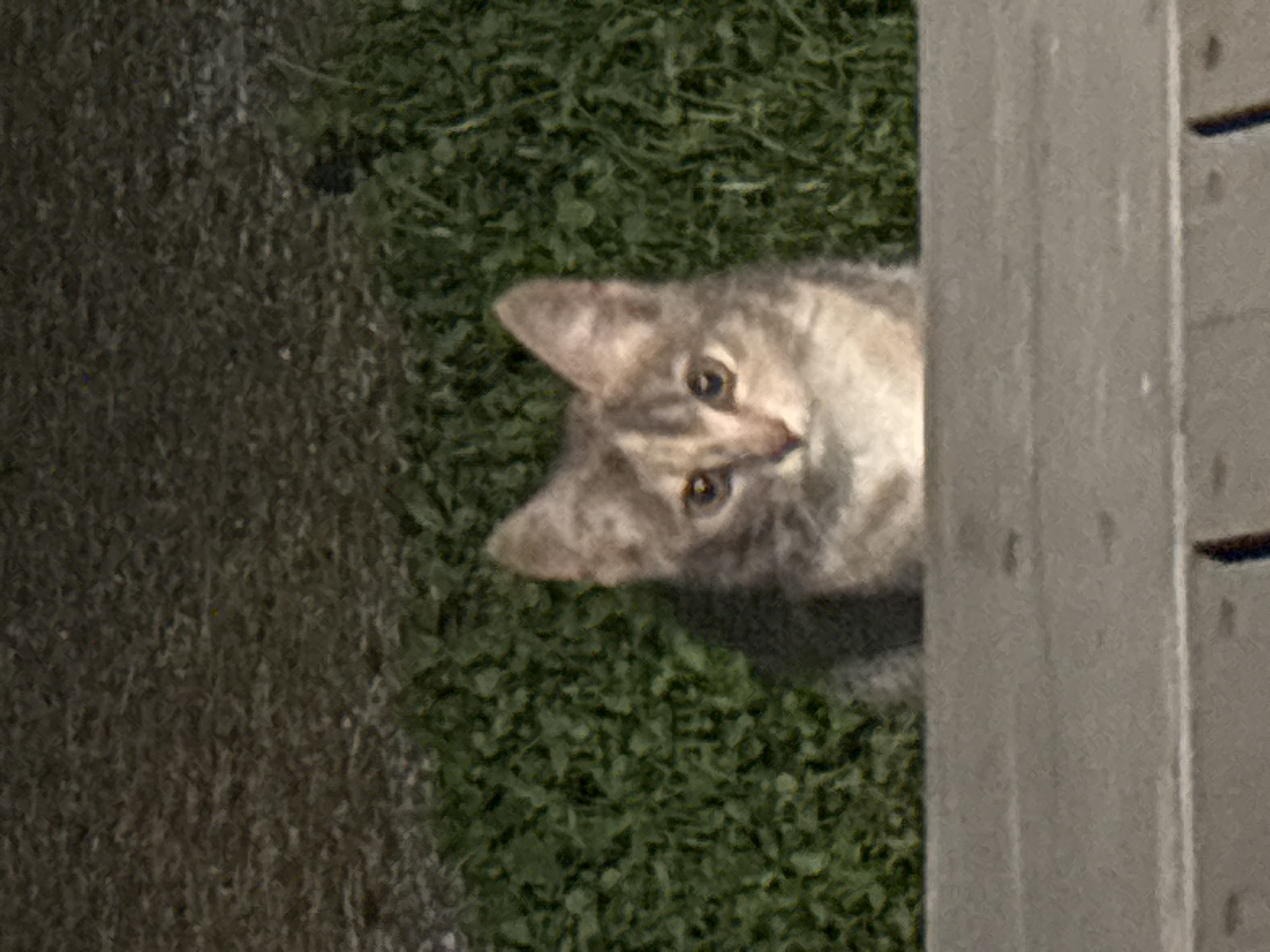 A tabby kitten with grey and brown fur sits behind a wooden surface, looking directly at the camera. The kitten is positioned in front of a dense green bush or grass, with a blurred, dark, and textured background above. The lighting suggests an outdoor setting, possibly during the daytime. The specific location in Zvenigorod, Russia cannot be determined from the image alone.