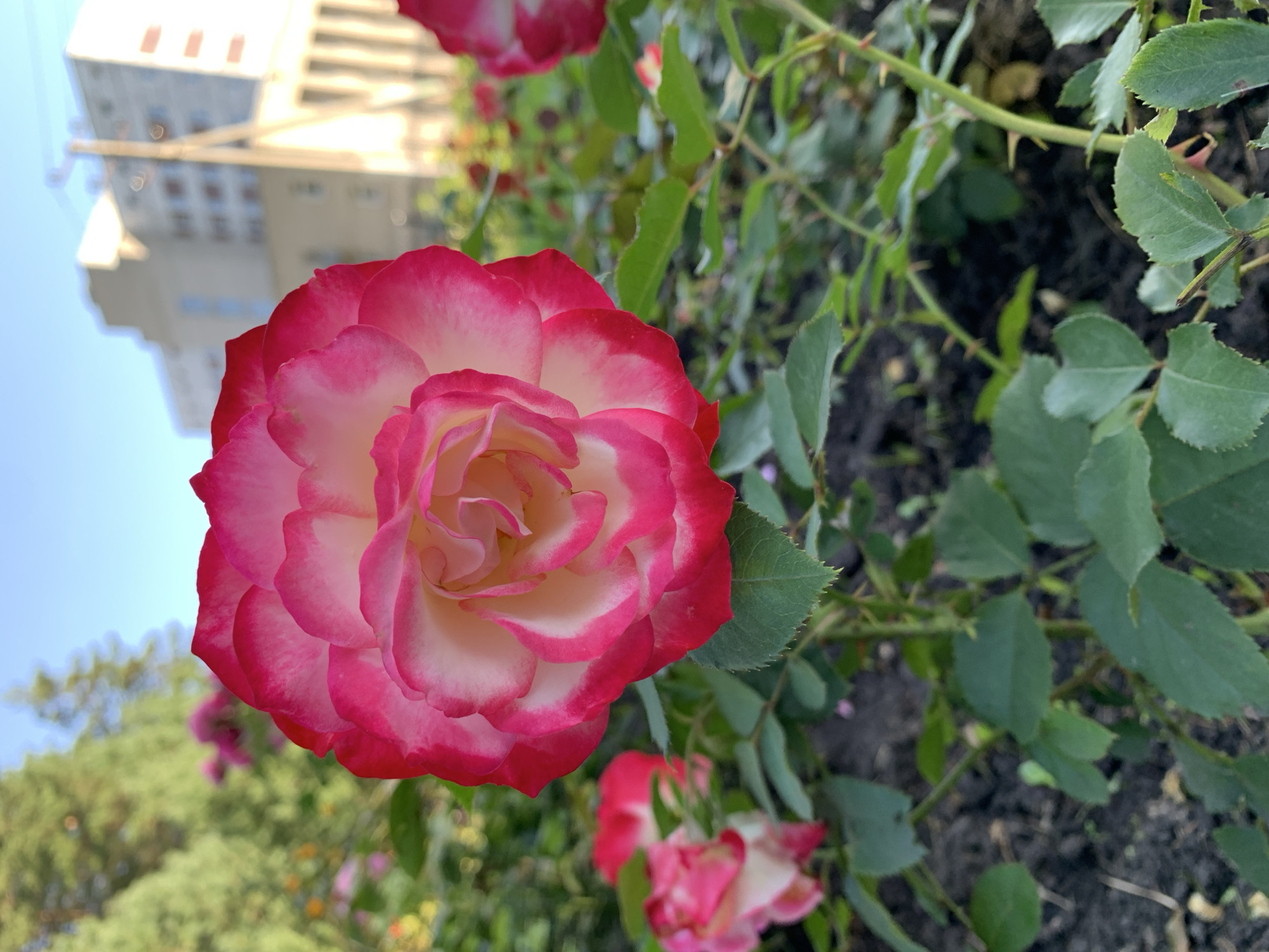 A close-up, eye-level shot captures a vibrant rose in full bloom, its petals a gradient of deep pink at the edges fading to a creamy white towards the center. The rose is the primary subject, positioned slightly off-center to the left and dominating the foreground. Its textured petals are clearly defined, with a soft focus that allows the viewer to appreciate the delicate layering. Surrounding the rose is a bed of dark soil, punctuated by lush green leaves and thorny stems of the rose bush. In the middle ground, several other roses, also with pink and white bi-colored petals, are visible, some in sharp focus and others blurred. The background presents a softly out-of-focus urban landscape under a clear blue sky. A multi-story building, appearing to be made of concrete and with visible window frames, stands prominently. The building's architecture suggests a utilitarian design, possibly an apartment block or administrative facility. There are hints of greenery from trees behind the building, and a thin, tall structure, possibly a lamppost or utility pole, rises behind the building. The overall lighting indicates it is daytime, likely morning or late afternoon given the soft quality of light and absence of harsh shadows. There are no people or animals visible in the frame. The scene appears to be a well-maintained rose garden within an urban setting, possibly a park or a public space in Prokopyevsk, Russia, given the context.