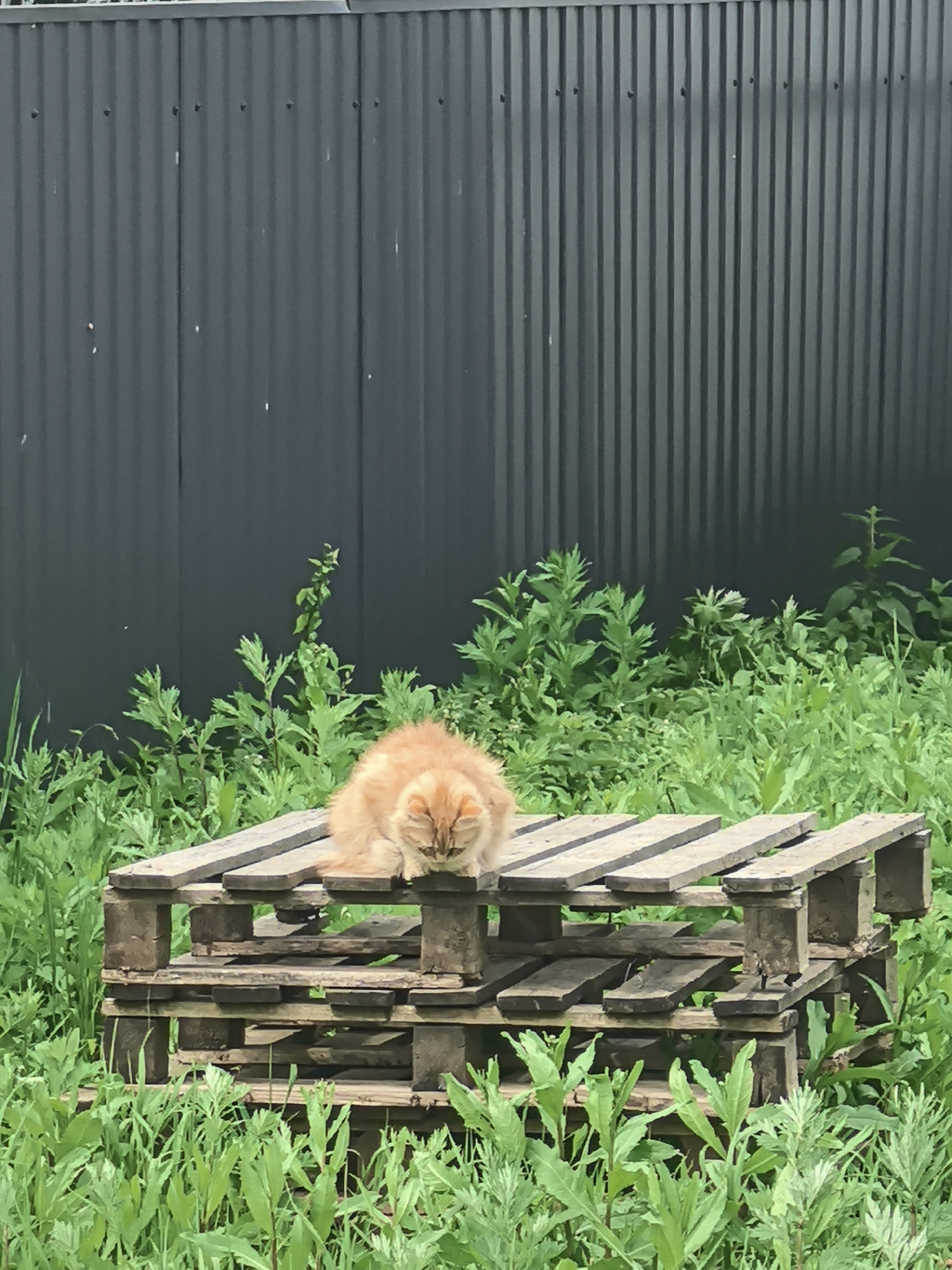 In Pogorelki, Russia, an orange cat with closed eyes is resting on a wooden pallet. The pallet is situated in an outdoor environment with lush green foliage surrounding it. Behind the pallet and the cat, a dark gray, corrugated metal fence runs horizontally across the background. The fence appears to be weathered, with some light-colored marks visible on its surface. The overall scene depicts a moment of rest for the feline amidst a natural outdoor setting juxtaposed with a man-made structure.