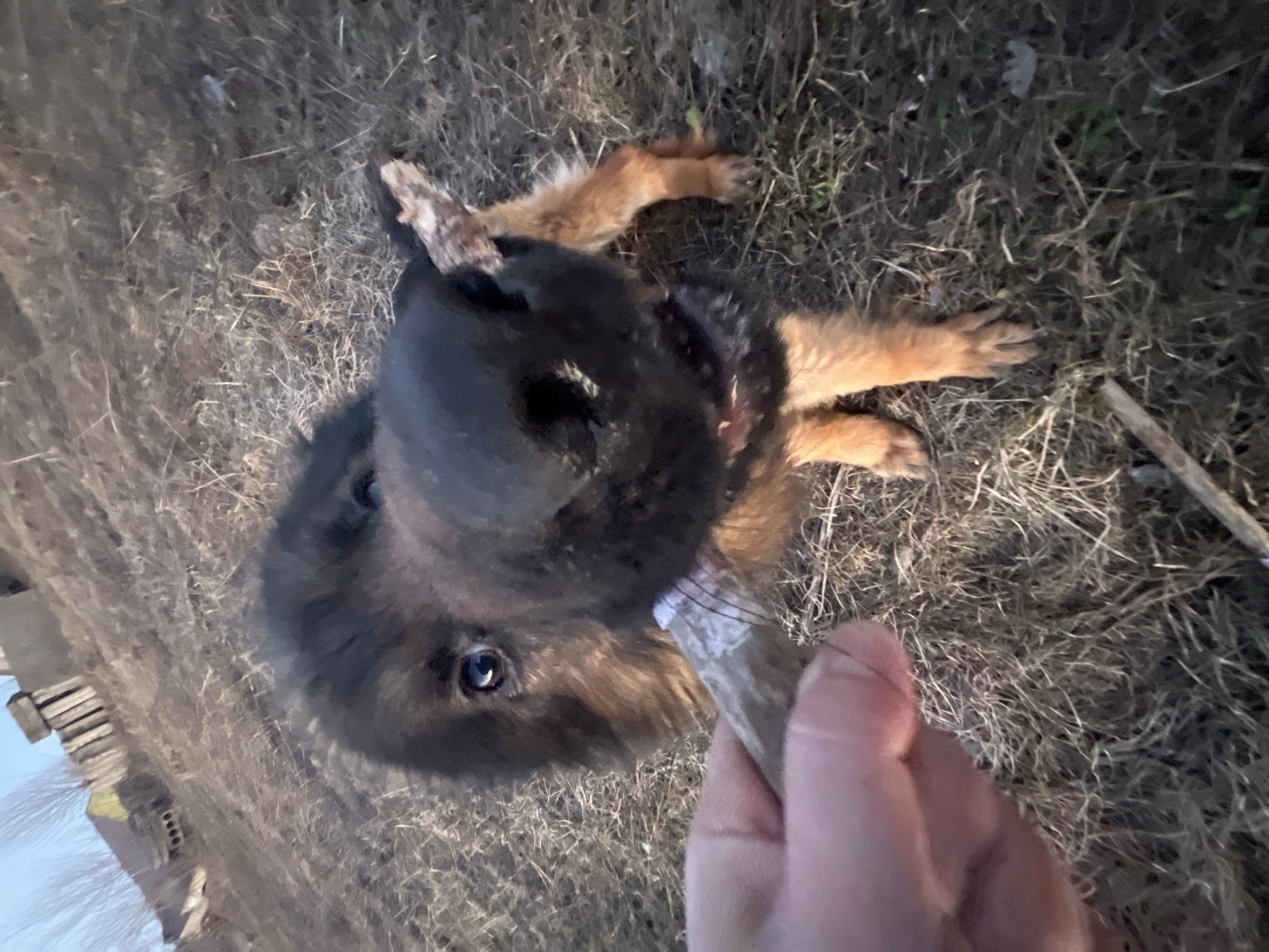 The image shows a dog, likely a German Shepherd, lying on a grassy area. A hand is holding a stick towards the dog. The location is presumed to be Pavlovka, Russia. The ground is covered in dry grass and other vegetation. A building structure is barely visible in the lower left corner.