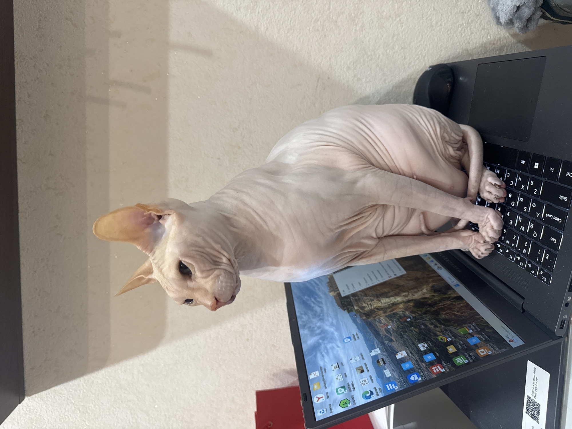 A hairless cat is perched on a black laptop computer, with its paws resting on the keyboard. The screen of the laptop displays a rocky landscape. The cat's head is turned towards the camera, and it is gazing directly at the viewer. The background is a light beige wall. The image shows a common interaction between a pet and technology in a domestic environment. Location information is irrelevant as the image context does not provide any clues to determine a location in the city of Vesyoloye, Russia.