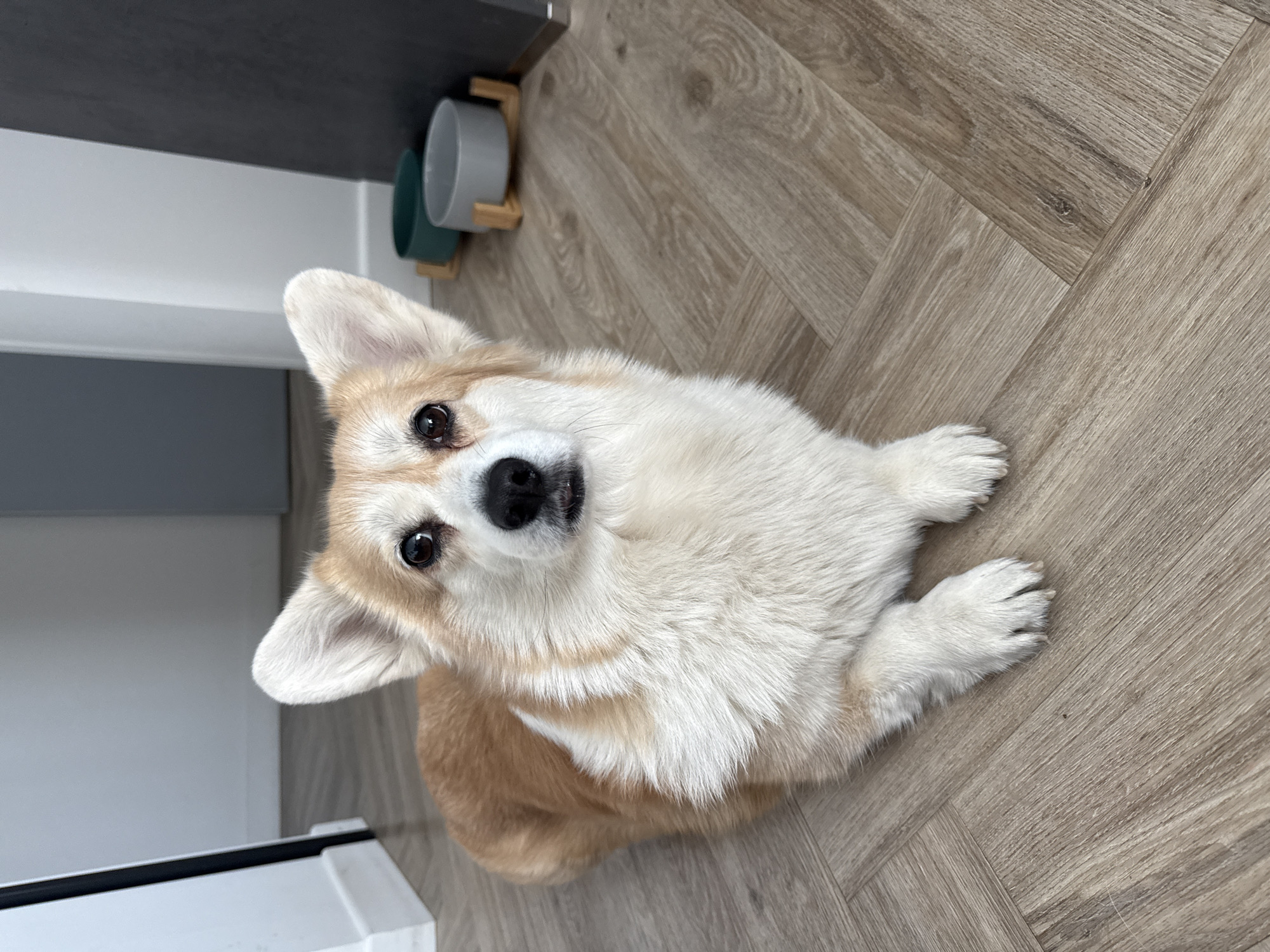A corgi dog is lying on a wooden floor, looking up at the camera. Two dog bowls in a wooden holder are visible in the background. The scene appears to be indoors.