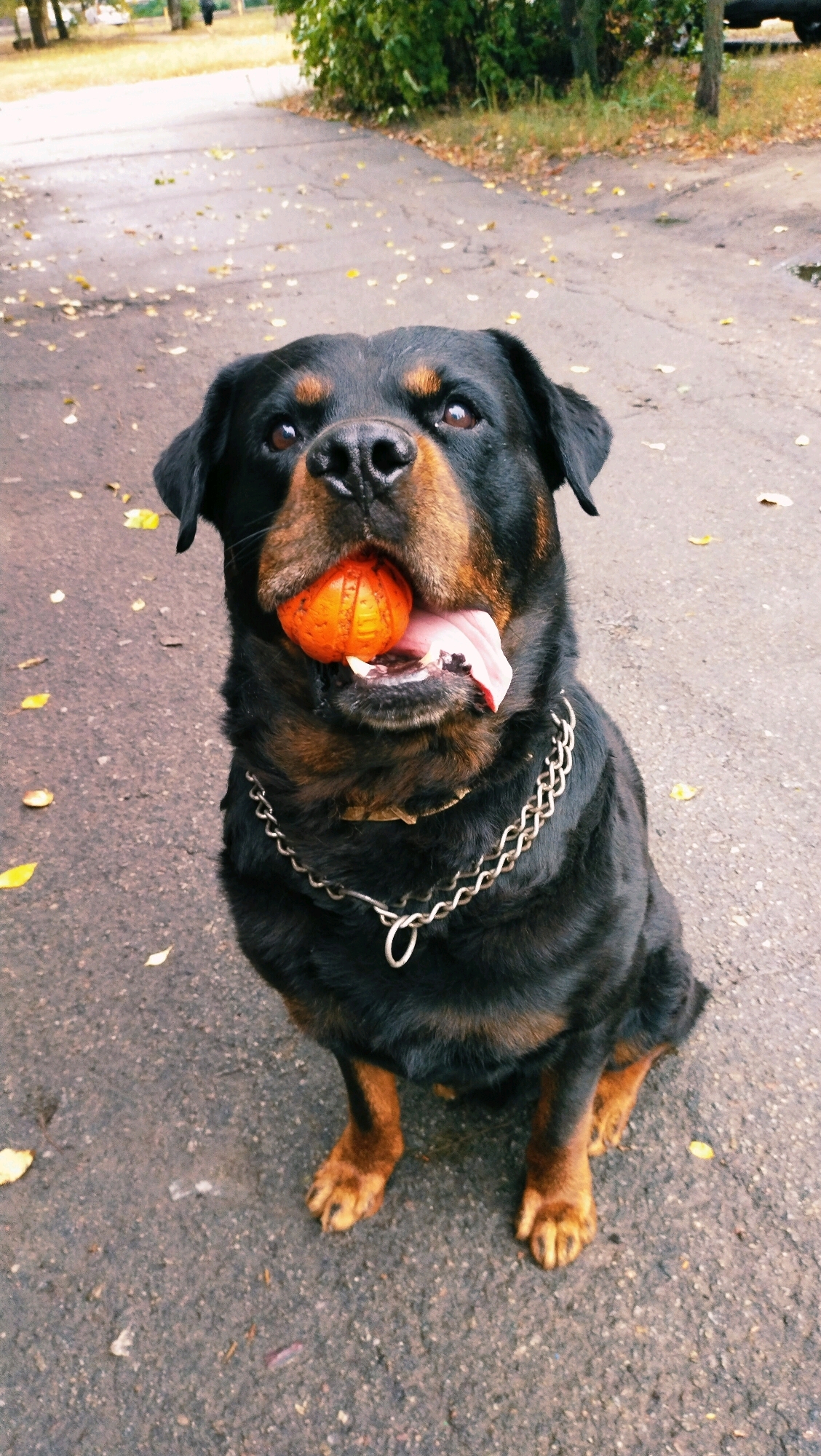 A Rottweiler dog sits on a paved path, holding an orange ball in its mouth. Fallen leaves are scattered on the path and surrounding grassy area. In the background, trees and foliage are visible, along with a hint of a parked car and a pedestrian. The setting appears to be a park or outdoor recreational area in Horishni Plavni, Ukraine, during the autumn season.