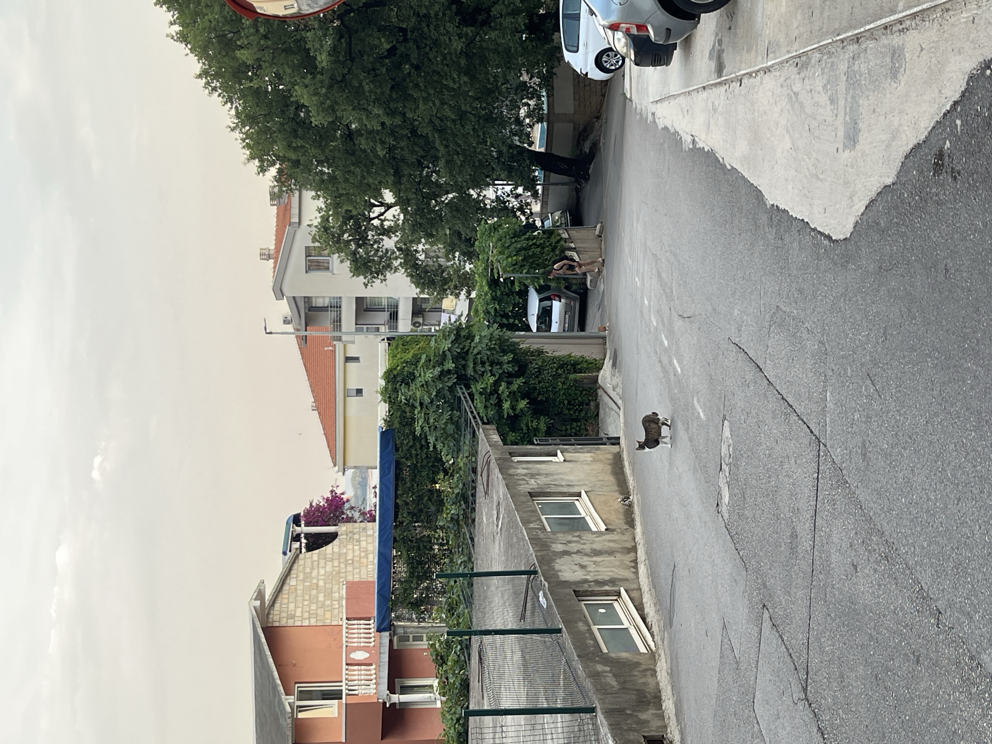 The image depicts a street scene in Budva, Montenegro, with a focus on the urban environment and a few animals. The foreground shows a cracked asphalt road with a white painted line. To the left of the road is a concrete building with multiple windows, some of which are angled upwards. A metal fence runs along the top of this building. Further to the left, there are residential buildings with red tiled roofs and balconies, suggesting a European urban setting.
In the middle ground, a large tree with dense green foliage dominates the left side of the image, casting shadows on the buildings. A woman is visible on the right side of the street, wearing shorts and a tank top, and appears to be walking. Another person is seated nearby. A white car is parked on the right side of the road, partially obscured by a tree. A cat, with dark and light stripes, is walking on the road in the right-hand portion of the image.
The background reveals more apartment buildings of varying heights and architectural styles, with some featuring balconies and air conditioning units. The sky is overcast and pale, indicating a likely daytime scene with muted lighting, possibly early morning or late afternoon. The overall atmosphere is quiet and residential. No visible text is present in the image.