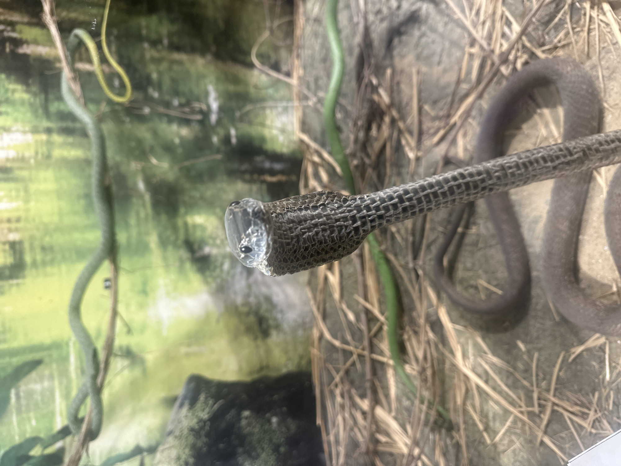 The image depicts a snake in a terrarium, seemingly indoors. The snake has a dark-colored body with a scale pattern, and its head is covered by a transparent membrane, likely an eye cap shed during molting. The terrarium substrate consists of dry grass. In the background, there is a printed image or backdrop with depictions of green vines. The exact species of the snake cannot be determined. The image does not contain information about people, actions, or interactions. There is no data to definitively confirm the location is within the city of Plovdiv, Bulgaria.