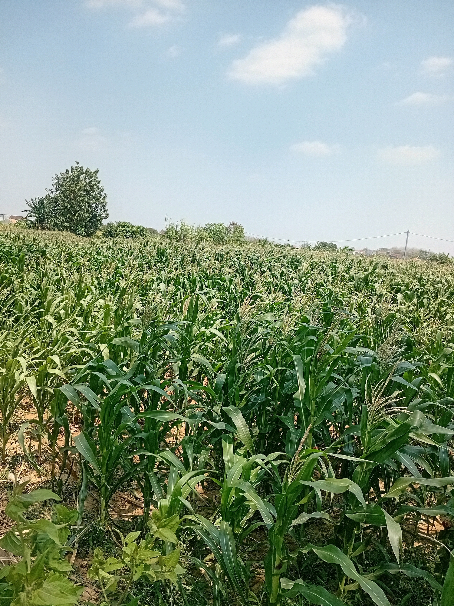 This is an outdoor, eye-level, medium shot of a cornfield. The corn is tall and green, with tassels visible. The field is vast and stretches into the distance. The ground is a mixture of dry soil and some greenery. In the background, there are trees and some buildings. The sky is blue with scattered white clouds. There are no people or animals visible in the image. The scene appears to be a rural landscape in Besito, Indonesia.
