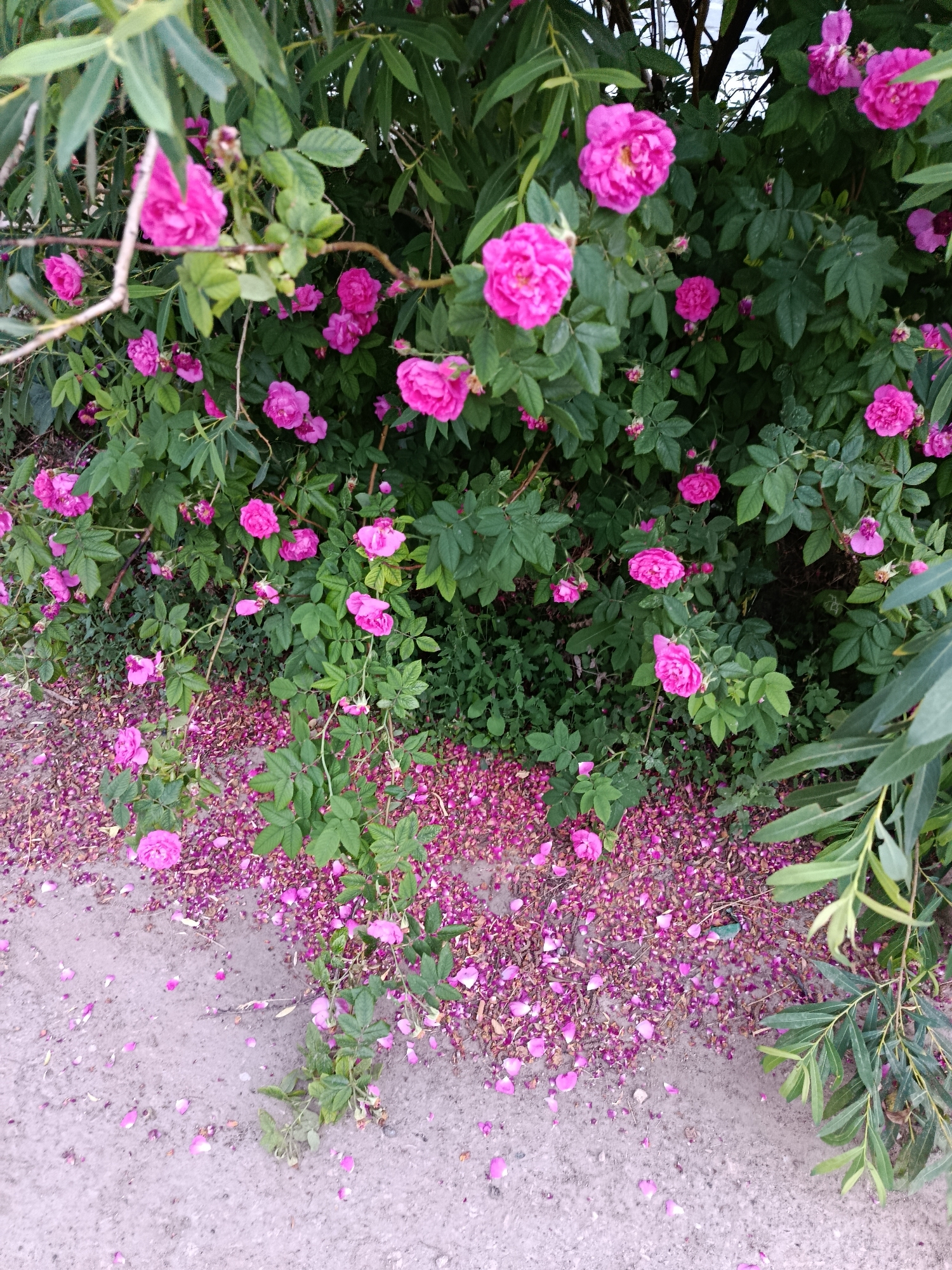 In the city of Marx, Russia, a dense bush of pink roses is in full bloom, with many flowers scattered on the ground. The roses are a vibrant pink, with some appearing fully open and others in bud. The bush is lush and green, with numerous leaves providing a backdrop to the flowers. The ground beneath the bush is covered with a thick layer of fallen rose petals, creating a carpet of pink. The scene is set against a backdrop of greenery and what appears to be a dirt path or ground. There are no people or animals visible in the image.