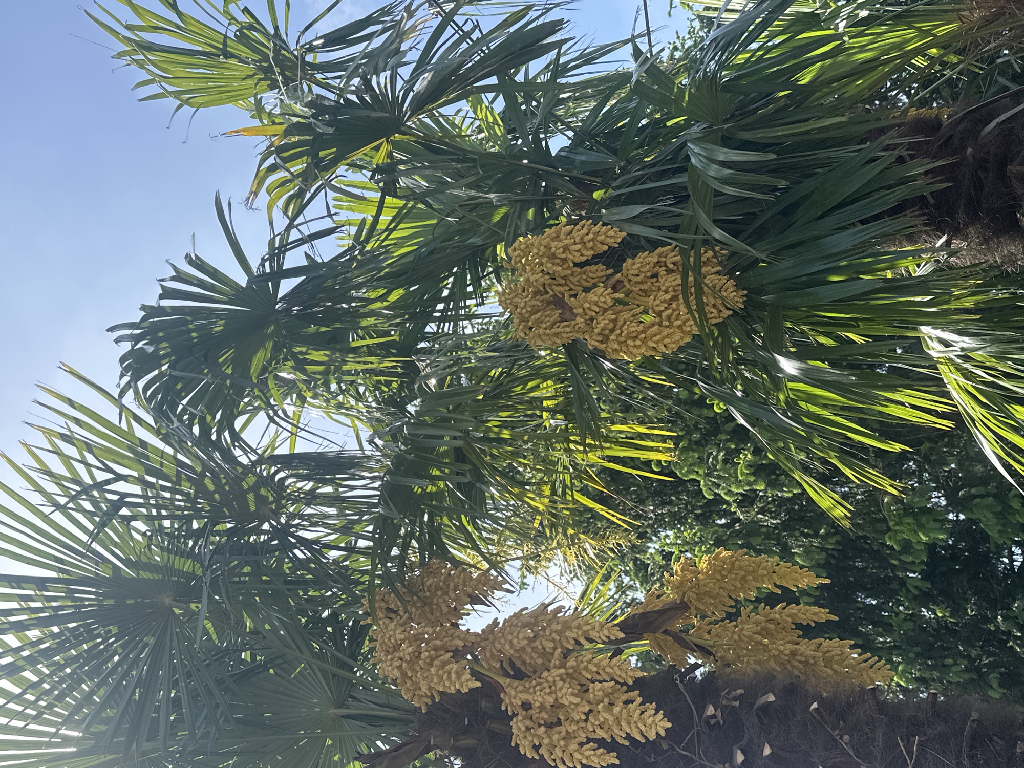 View looking up into a palm tree, likely in Gittana, Italy, based on the image context. The tree has large, fan-shaped green leaves and is bearing bunches of small, pale-yellow flowers or fruits. The sky is blue and sunny. Other greenery is visible in the background, possibly another tree or bushes. No people are visible.