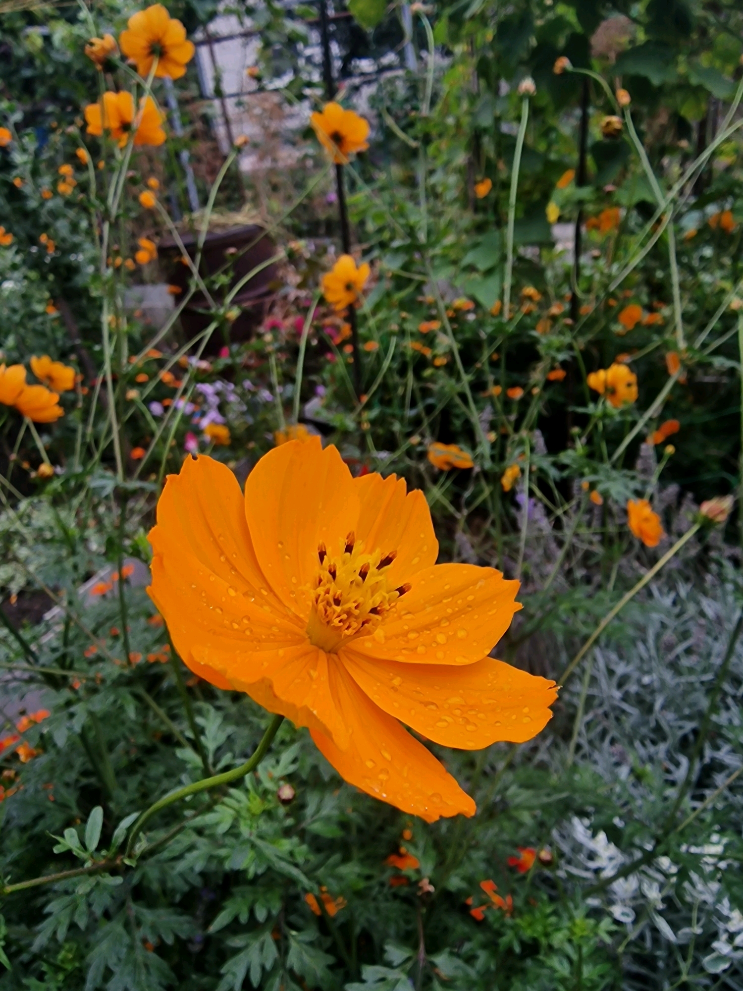 A close-up, eye-level, full-shot photograph showcases an orange cosmos flower in bloom, prominently featured in the foreground. The flower, with its delicate petals, exhibits a vibrant orange hue and is adorned with numerous water droplets, suggesting recent rain or dew. The center of the flower is a striking yellow-orange, with visible stamens. Surrounding the main subject, a multitude of smaller orange flowers and green foliage create a lush, somewhat chaotic garden environment. In the background, thin, tall stems of other plants stretch upwards, some with buds or small blooms. The overall setting appears to be an outdoor garden, potentially in a residential area of Inozemtsevo, Russia, given the context. The lighting is diffused, typical of an overcast day or shaded conditions. There are no people or animals visible in the frame. The image is a detailed, naturalistic depiction of flora.