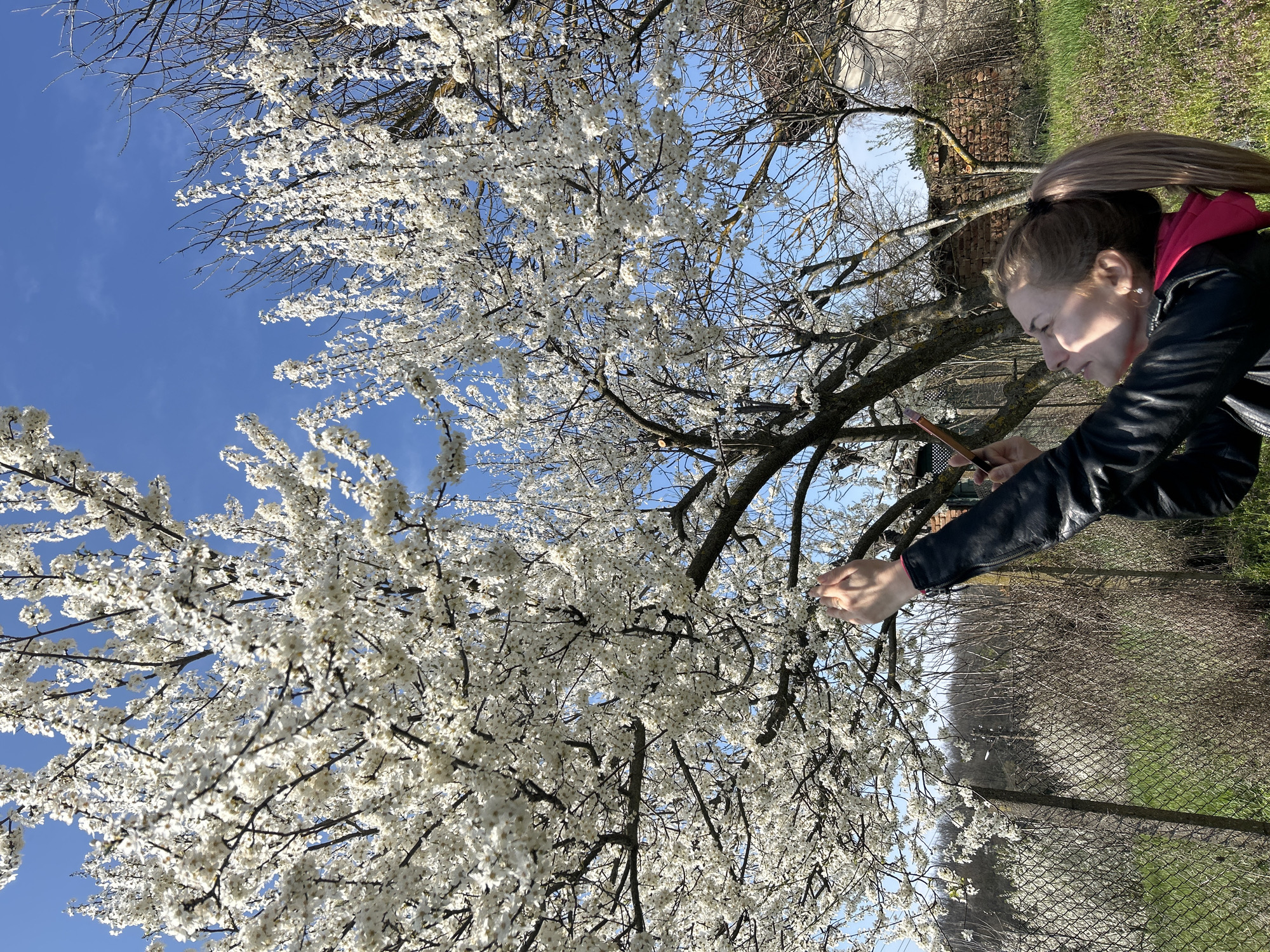 A woman is standing outdoors, likely in the city of Senovo, Bulgaria, given the request. She is wearing a black leather jacket over a pink hooded garment. Her long hair is pulled back into a ponytail. The woman is looking at a cell phone she is holding in her left hand while simultaneously touching a blossoming tree with her right hand. The tree has branches covered in numerous white blossoms, set against a bright blue sky. A wire fence and grassy area are visible in the background, along with hints of distant trees.