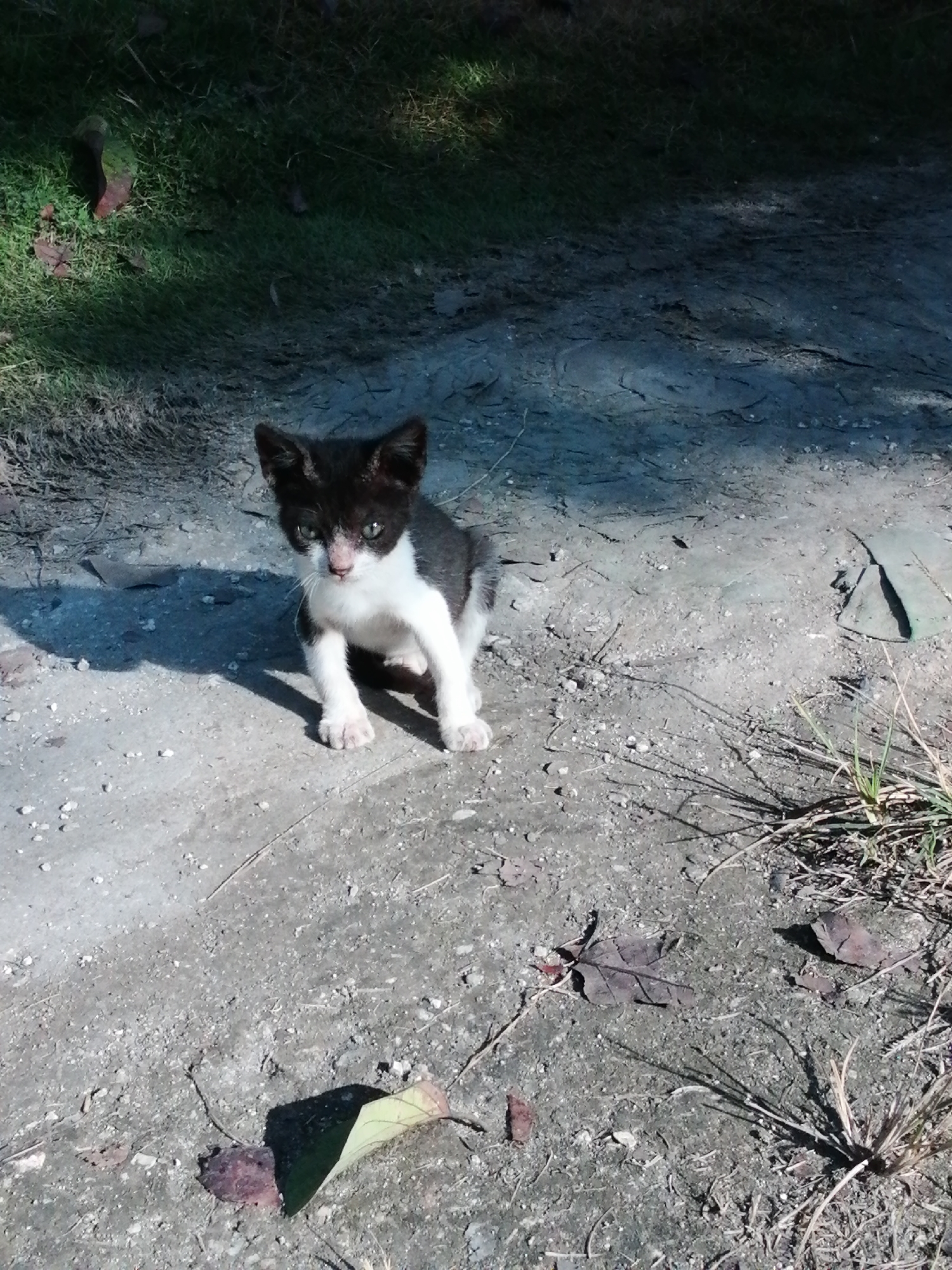 A black and white kitten sits on a dirt path. The kitten is facing the camera with its front paws tucked beneath it. The background is a mix of grass and dirt. There are some fallen leaves scattered on the ground. The lighting suggests it is daytime with shadows cast on the ground.
