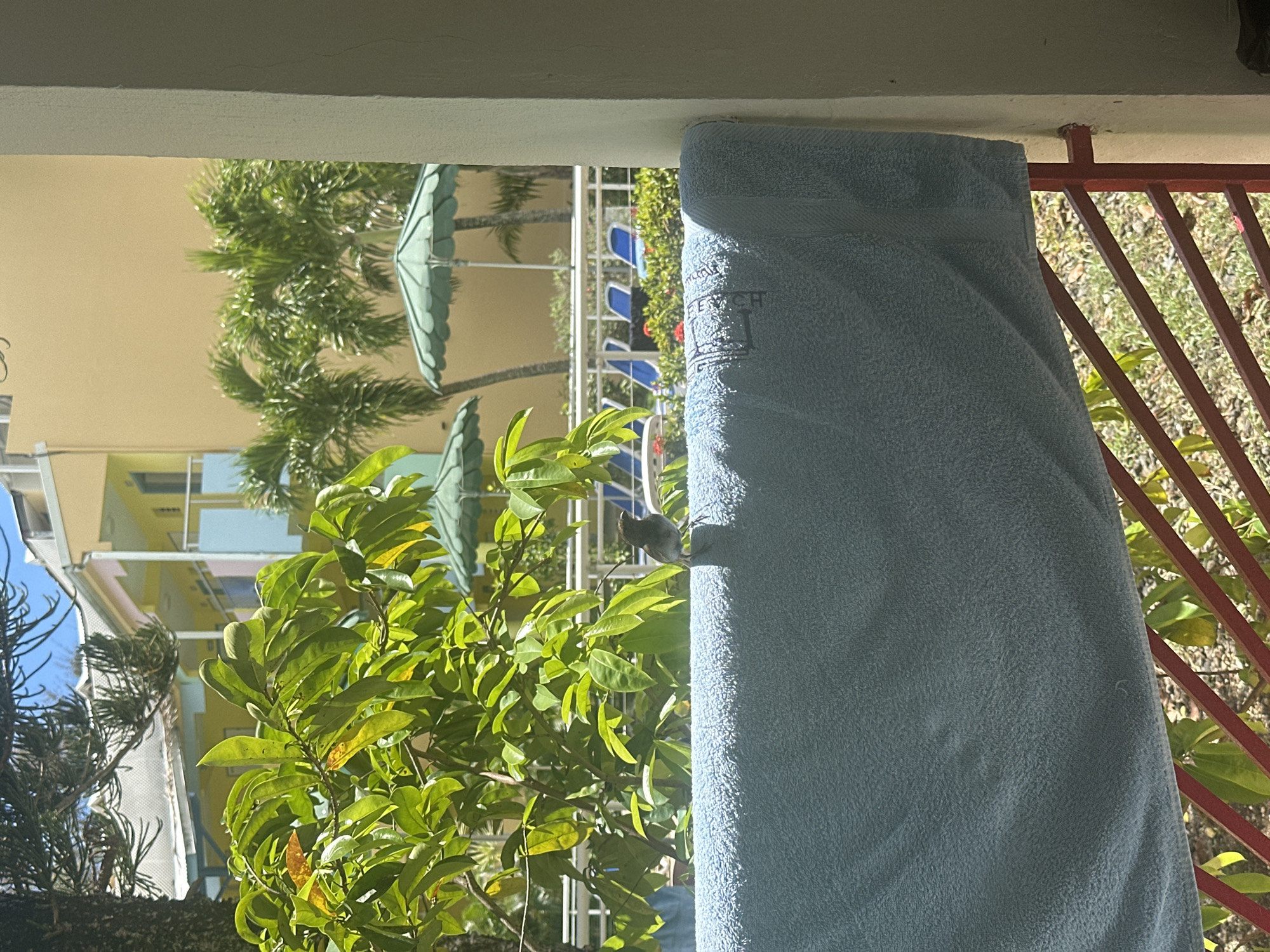 The image presents a view from a balcony in Le Gosier, France. The focus is a folded light blue towel hanging from a red iron railing. Beyond the towel, a lush green tree with vibrant leaves is visible, partially obscuring a multi-story yellow building. Parasols and blue beach chairs can be seen in the background. The image is taken from an elevated perspective, looking outward toward the cityscape and vegetation. A bird sits on the towel's edge.